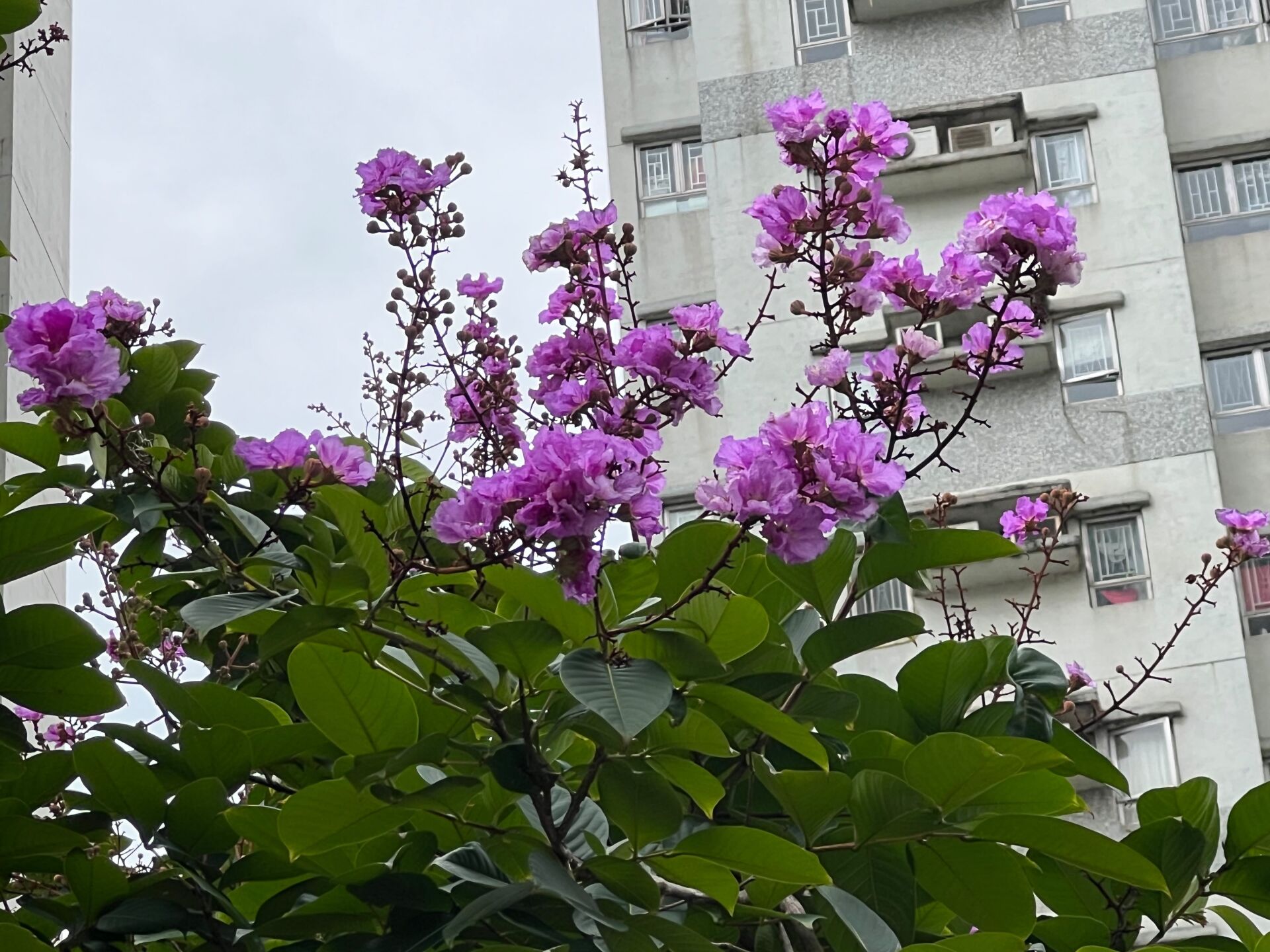 https://www.fa.gov.hk/大花紫薇(洋紫薇)