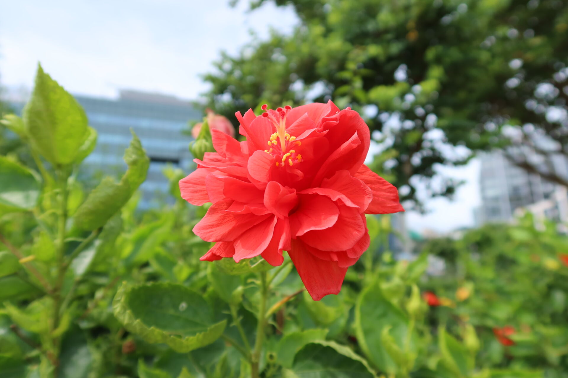 https://www.fa.gov.hk/朱槿(扶桑、大紅花)