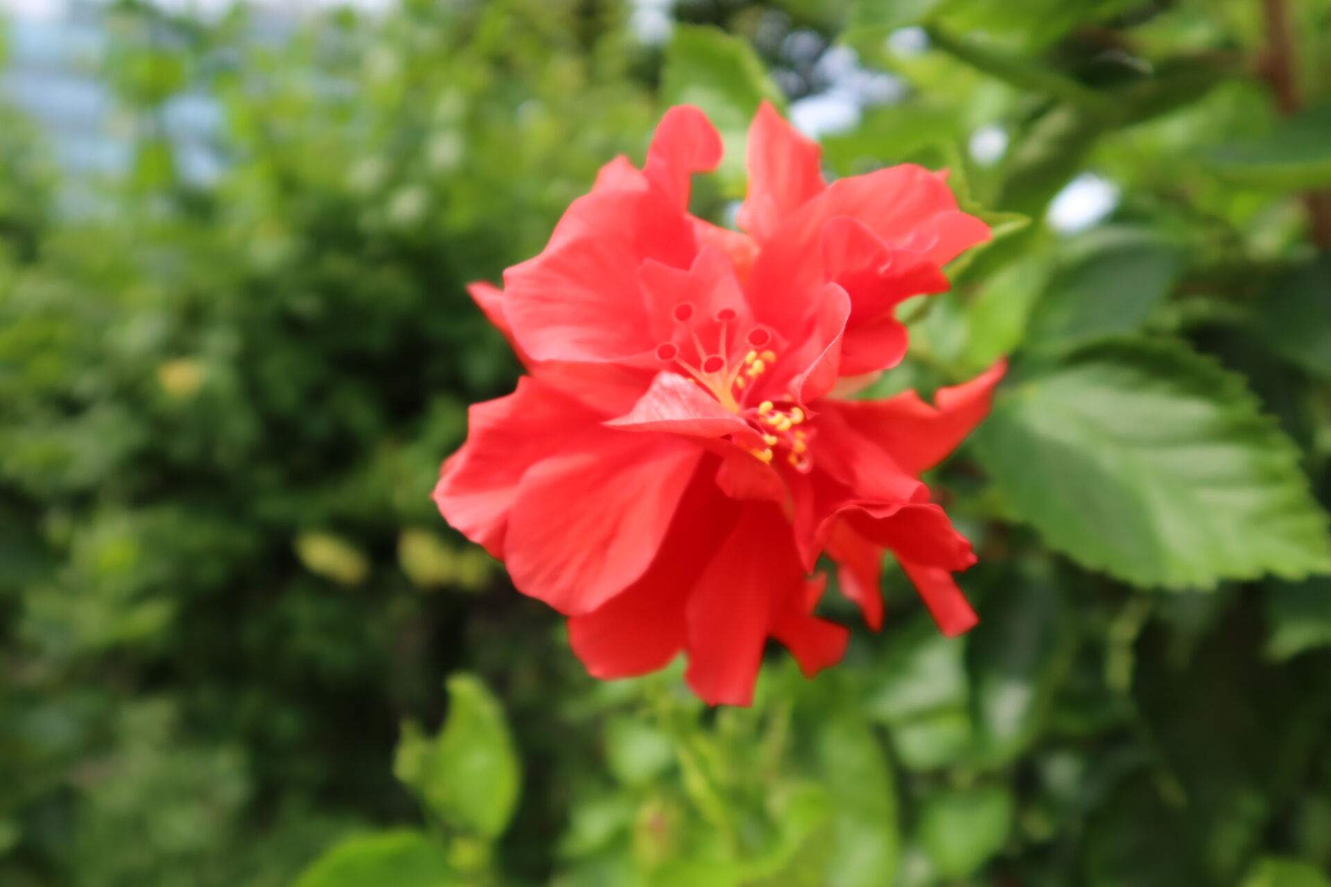 https://www.fa.gov.hk/朱槿(扶桑、大紅花)