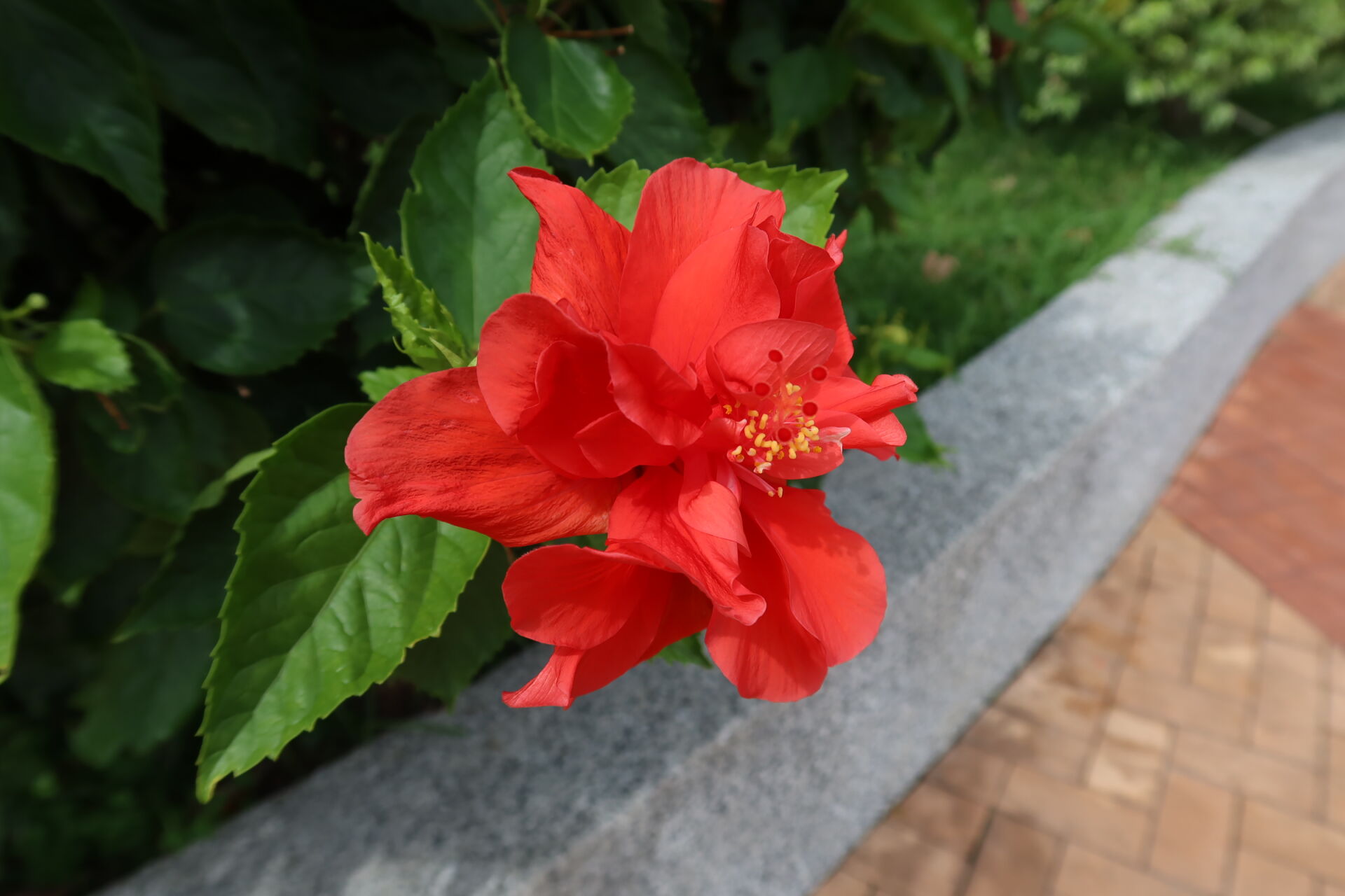 https://www.fa.gov.hk/朱槿(扶桑、大紅花)