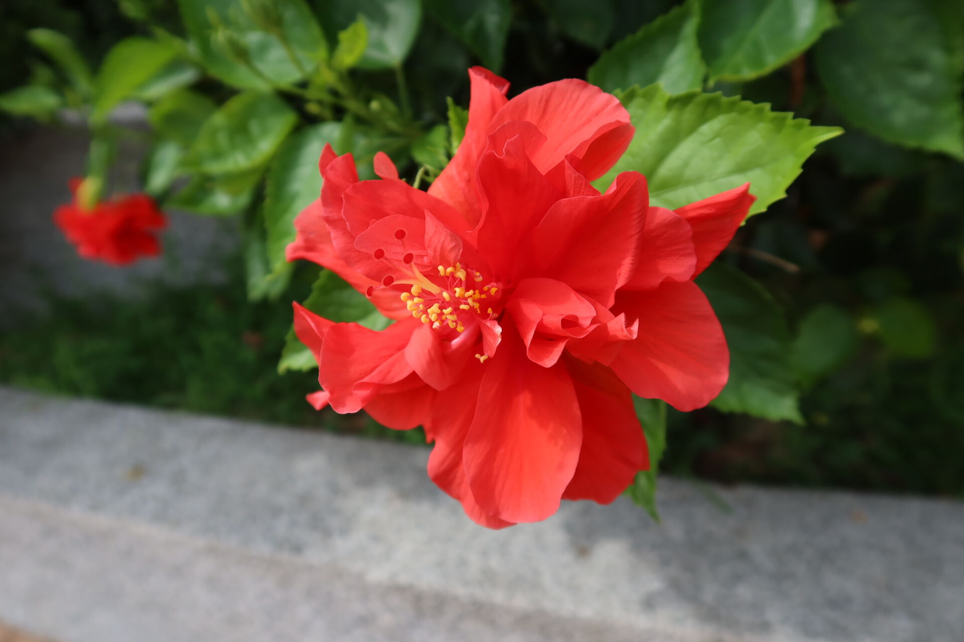 https://www.fa.gov.hk/朱槿(扶桑、大紅花)