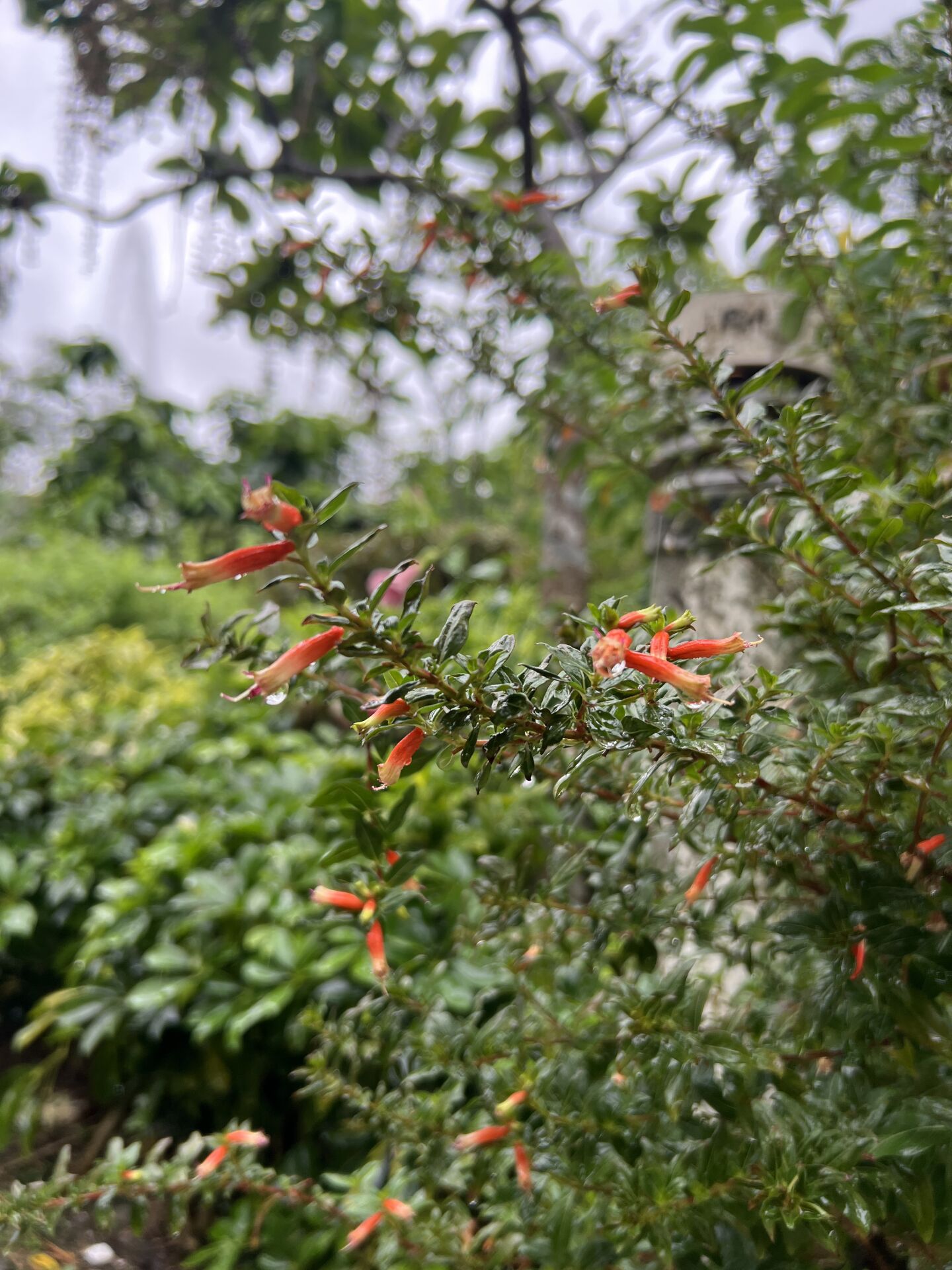 https://www.fa.gov.hk/火紅萼距花