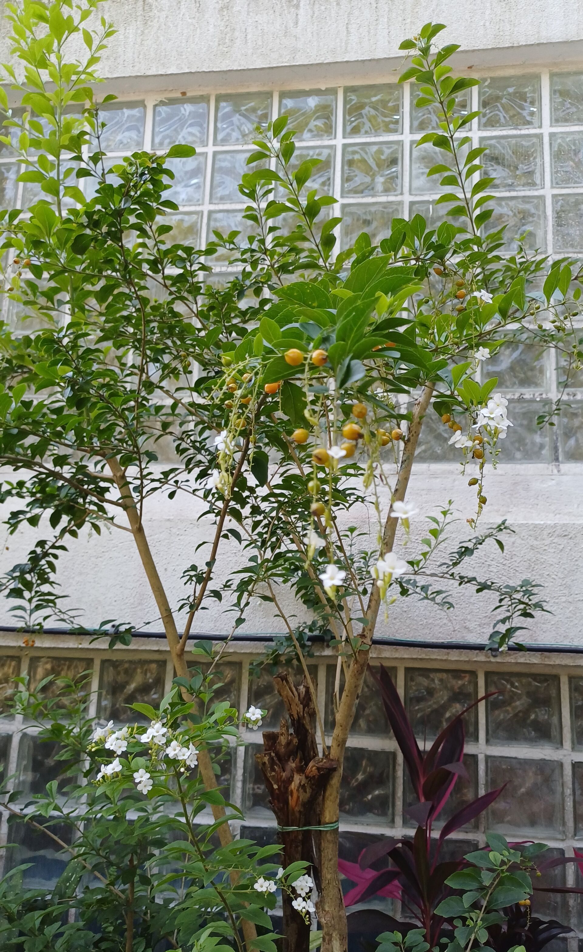 https://www.fa.gov.hk/白花金露花