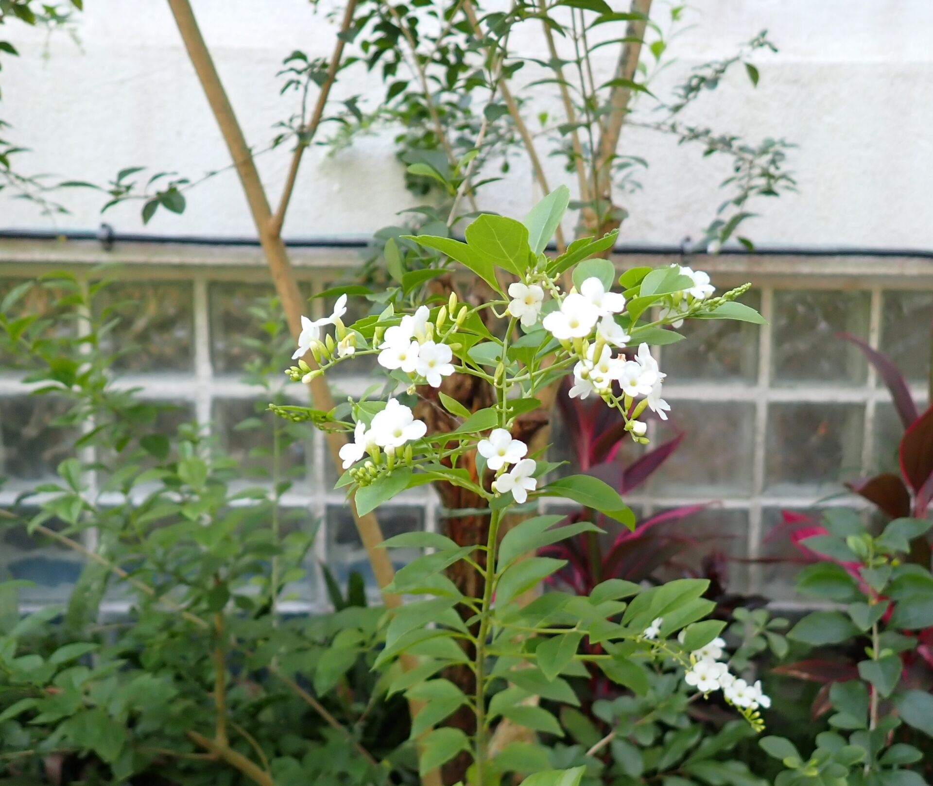 https://www.fa.gov.hk/白花金露花