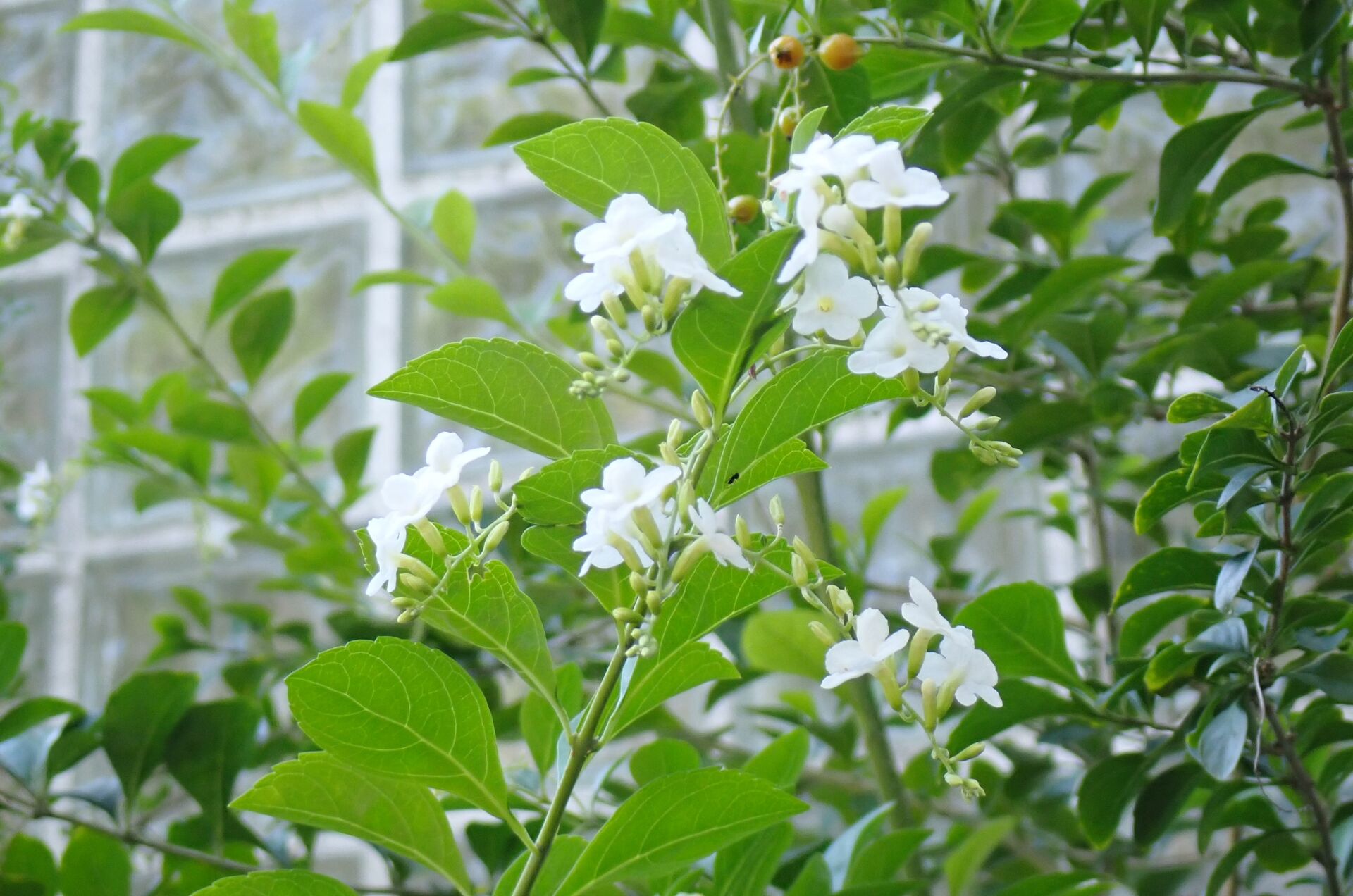 https://www.fa.gov.hk/白花金露花