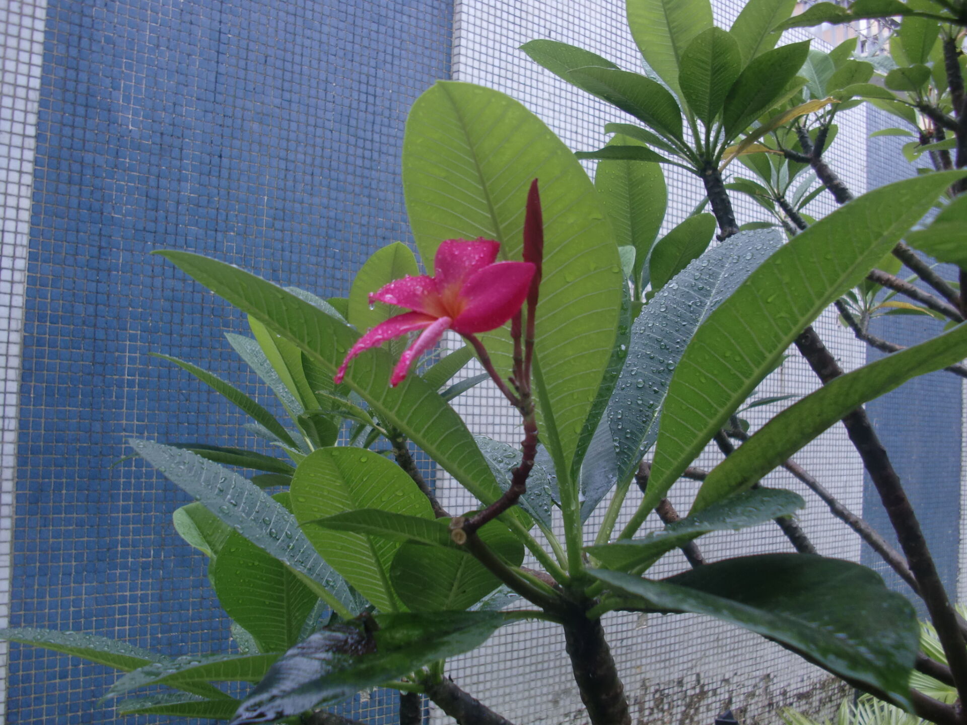 https://www.fa.gov.hk/紅雞蛋花
