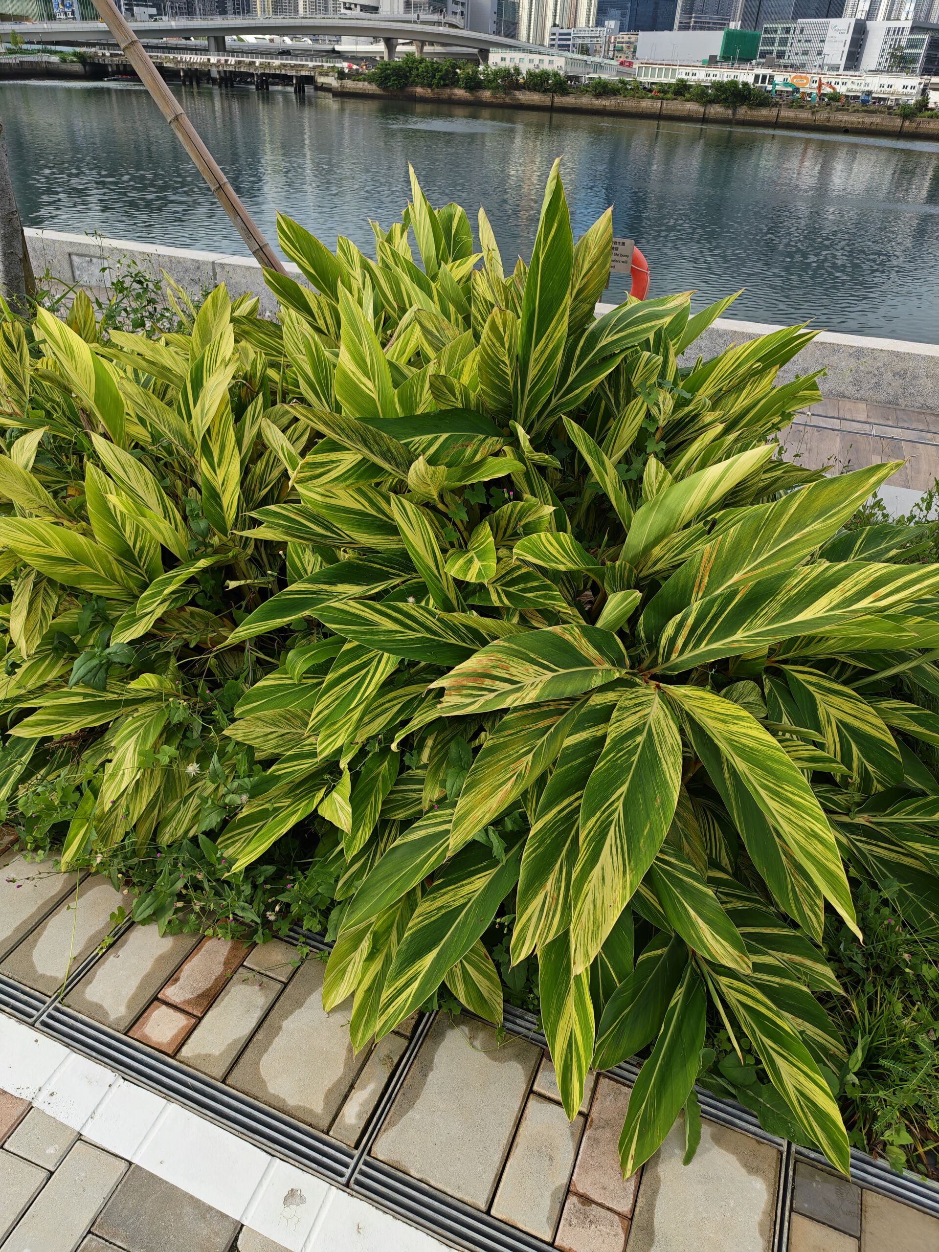 https://www.fa.gov.hk/花葉豔山薑