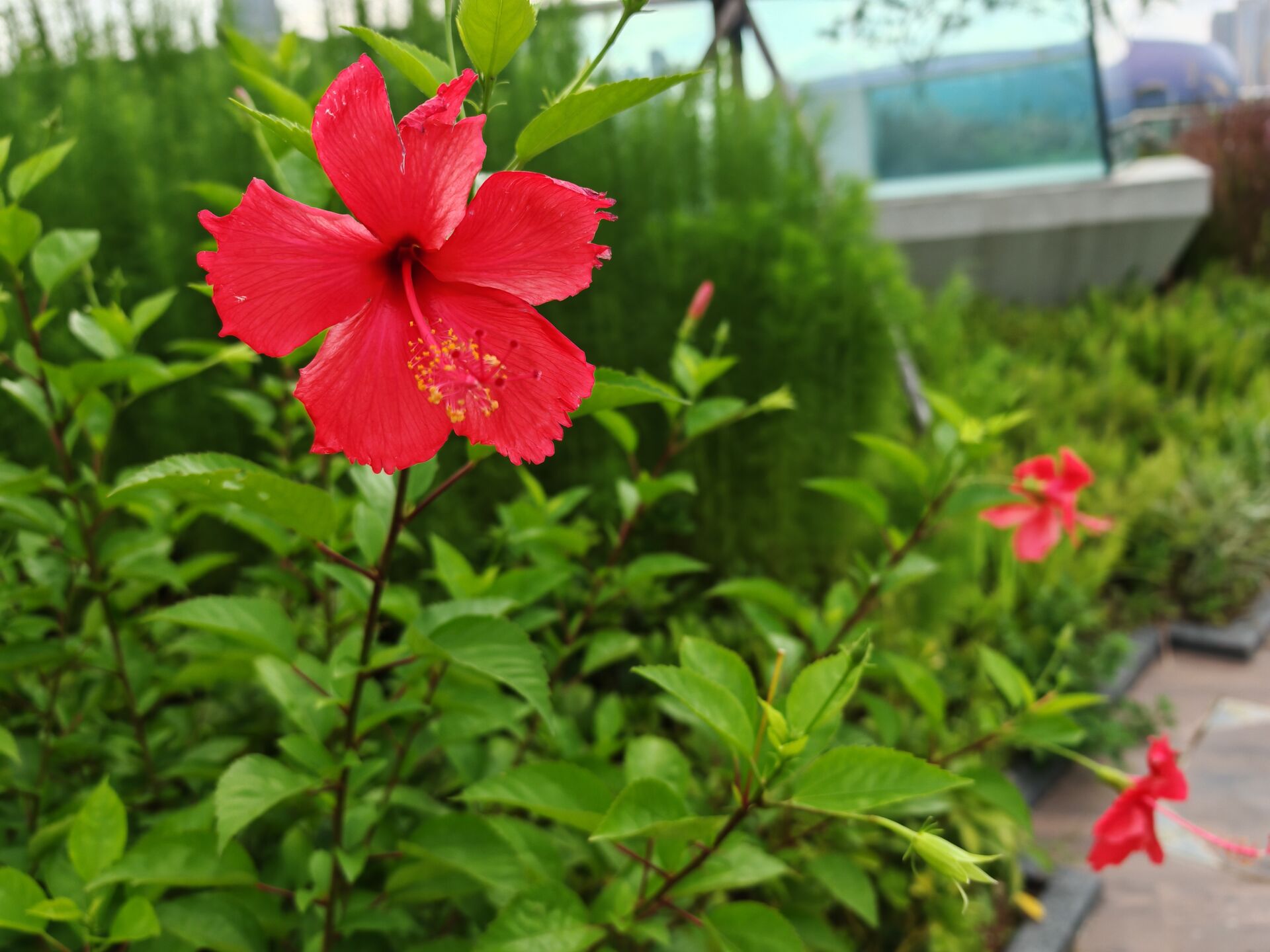 https://www.fa.gov.hk/朱槿(扶桑、大紅花)