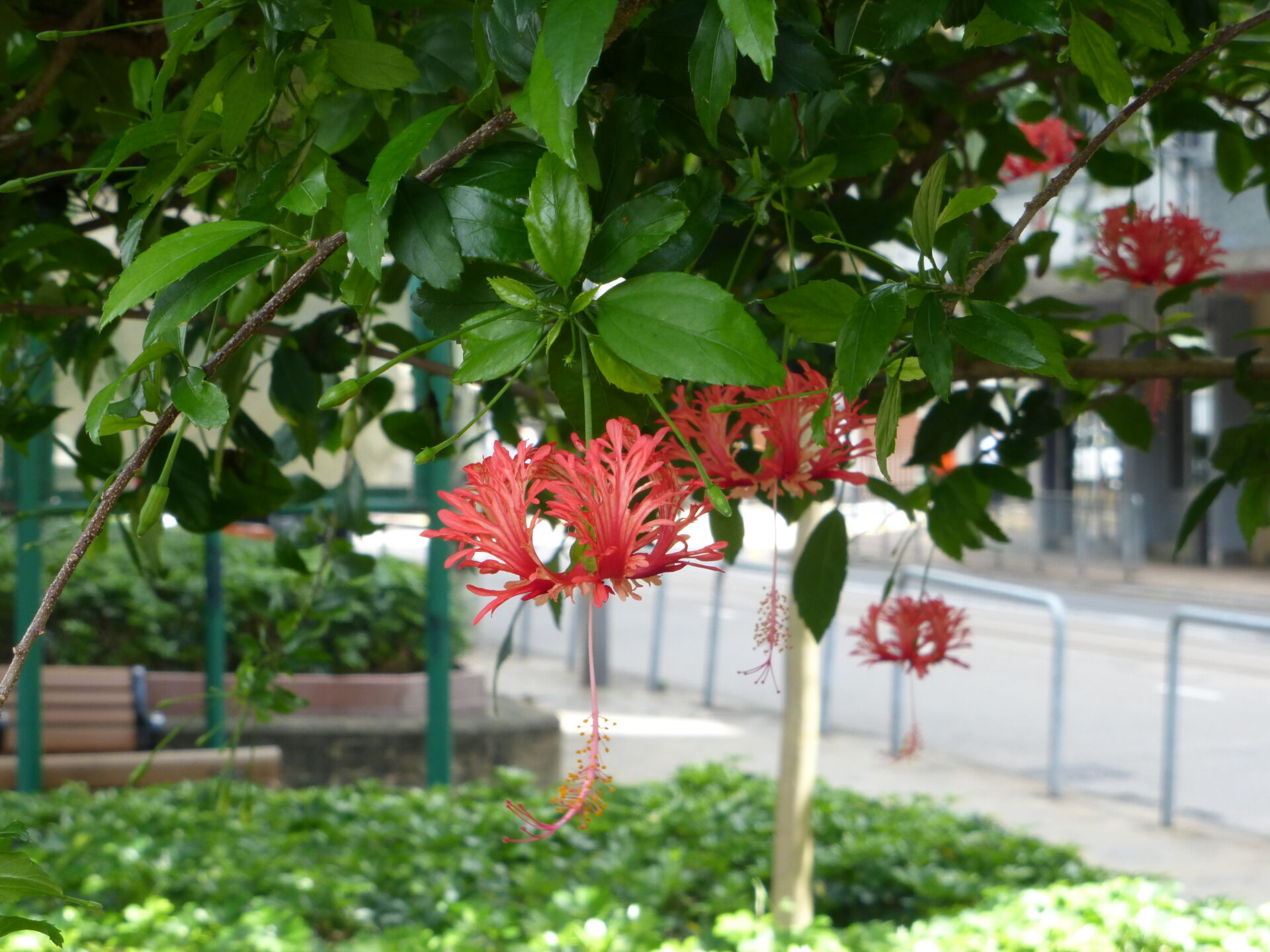 https://www.fa.gov.hk/吊燈花(裂瓣槿)