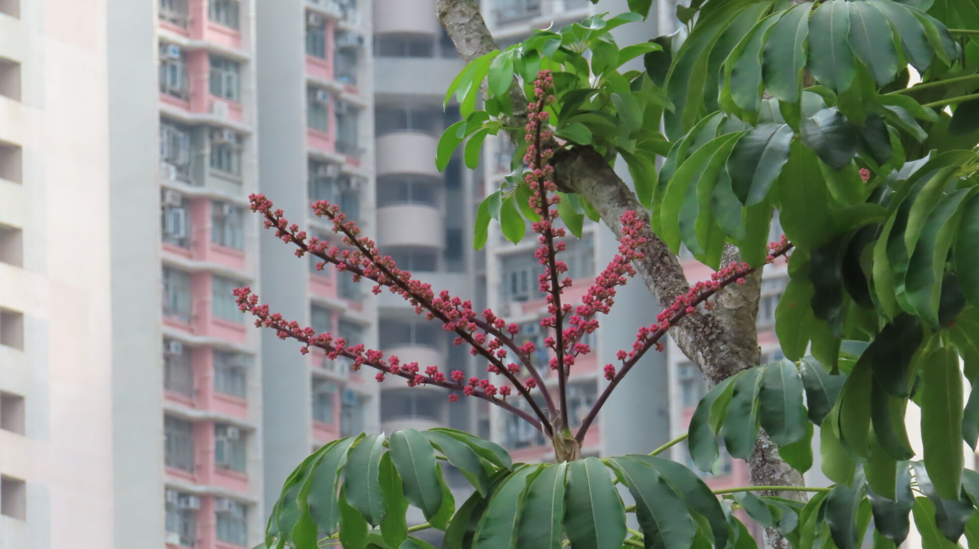 https://www.fa.gov.hk/傘樹