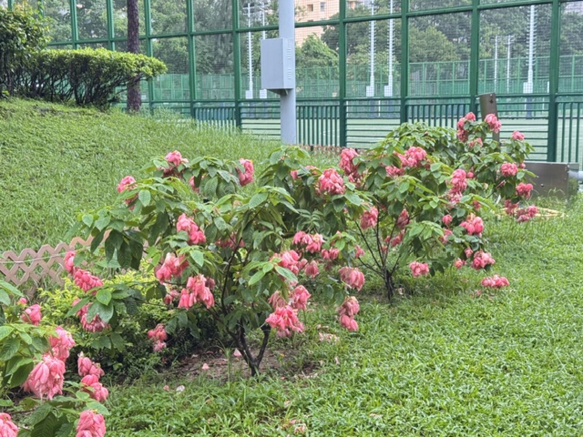 https://www.fa.gov.hk/粉葉金花(粉紙扇)
