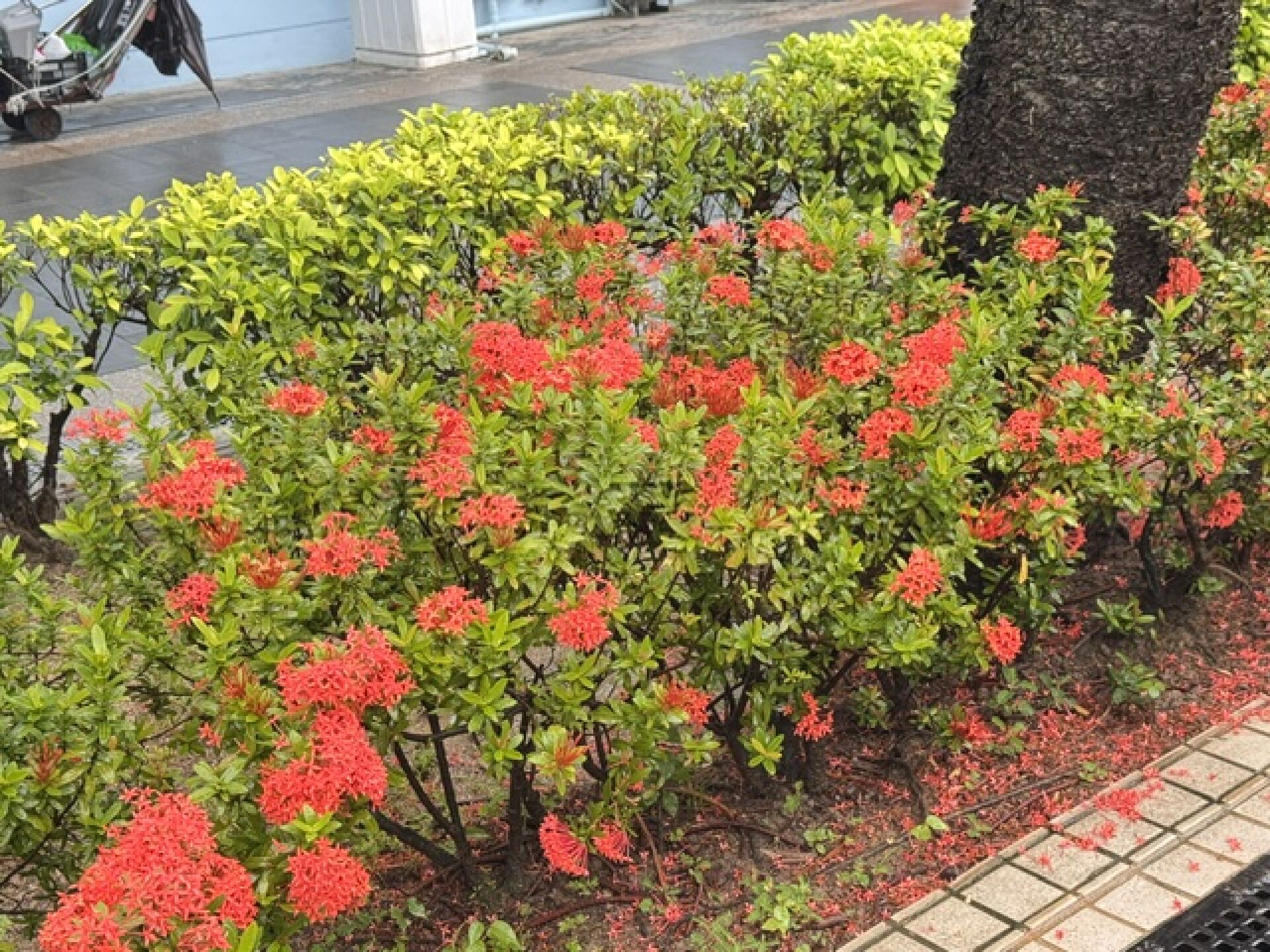 https://www.fa.gov.hk/龍船花