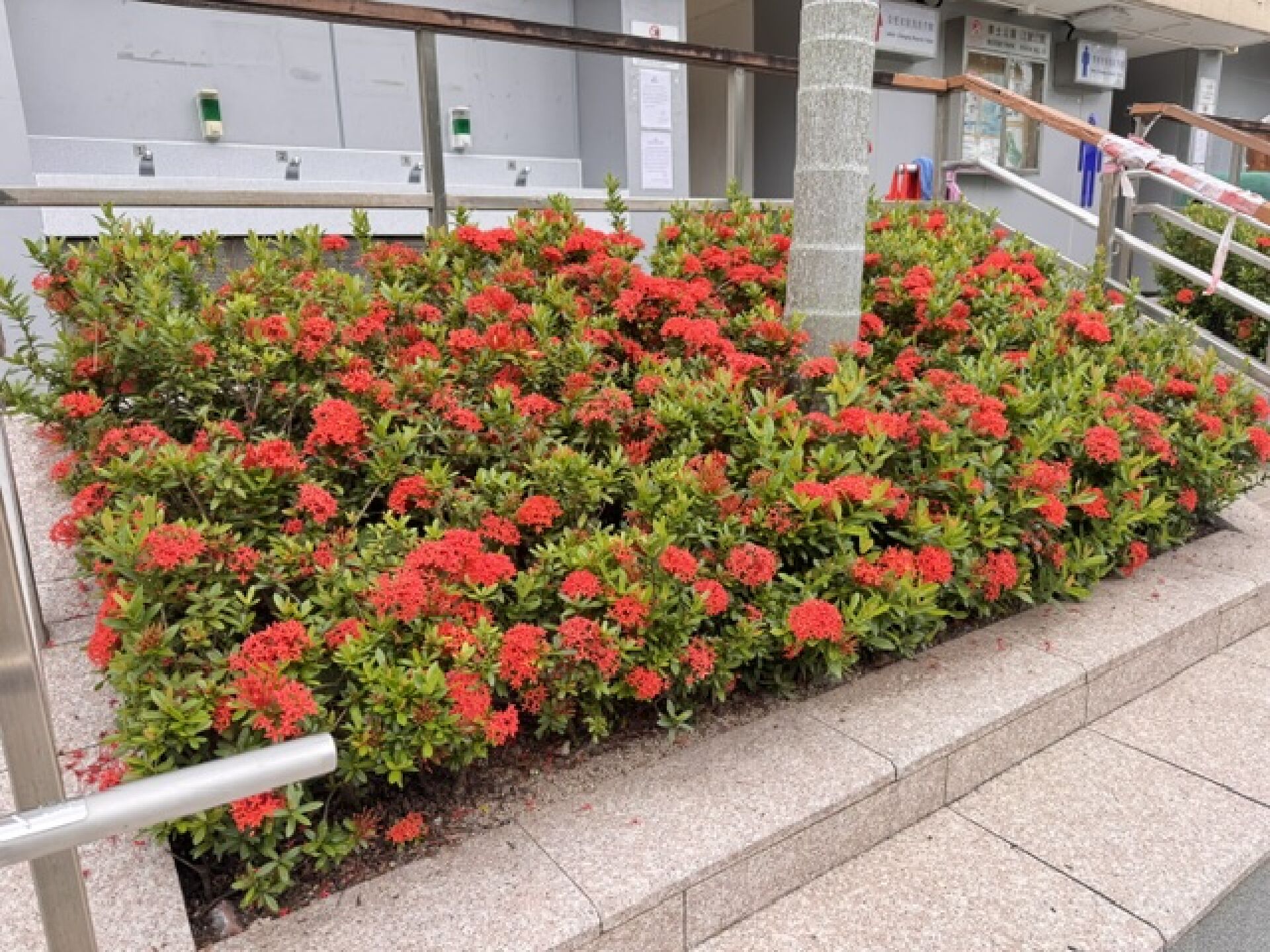 https://www.fa.gov.hk/龍船花