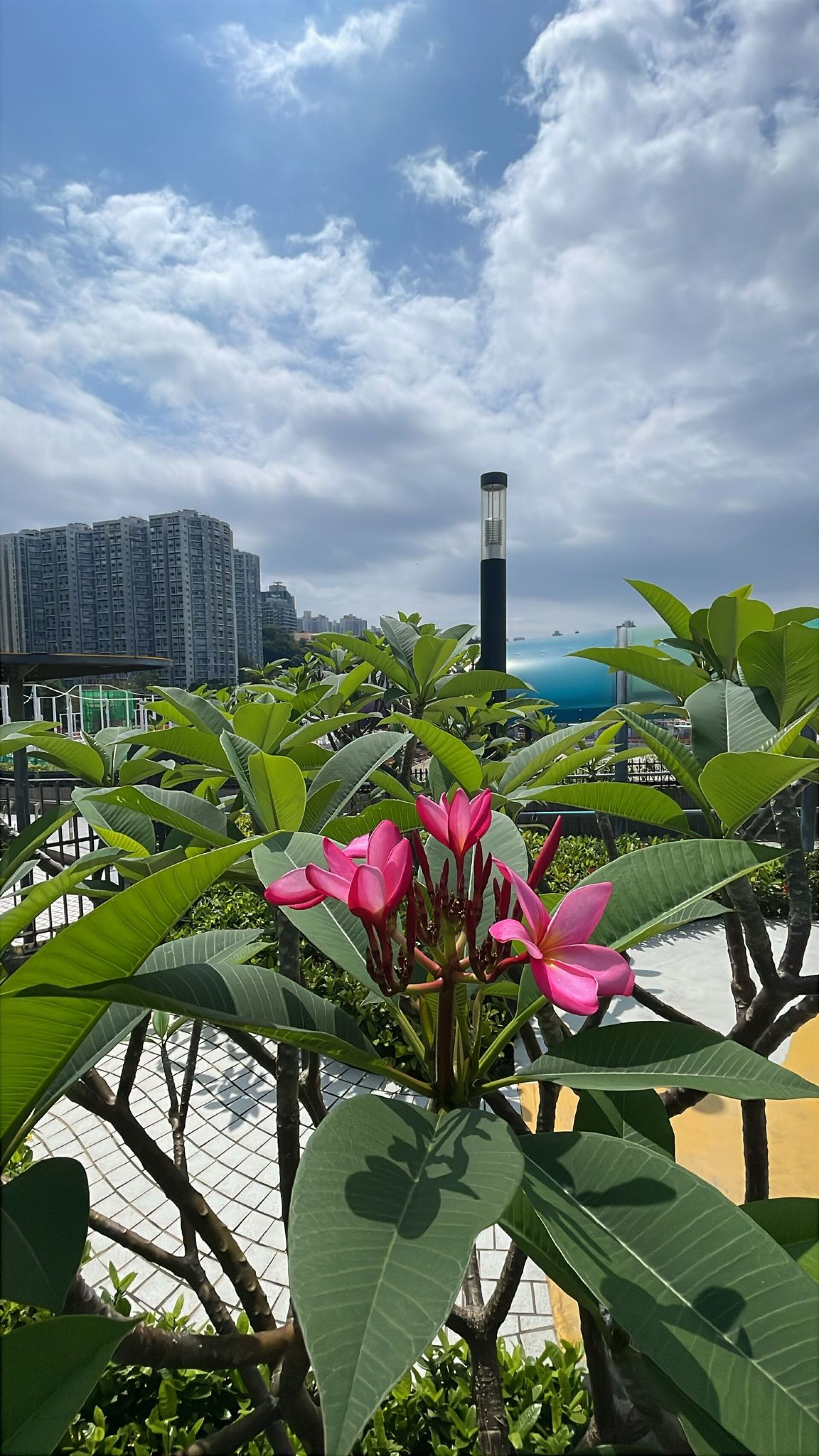 https://www.fa.gov.hk/紅雞蛋花
