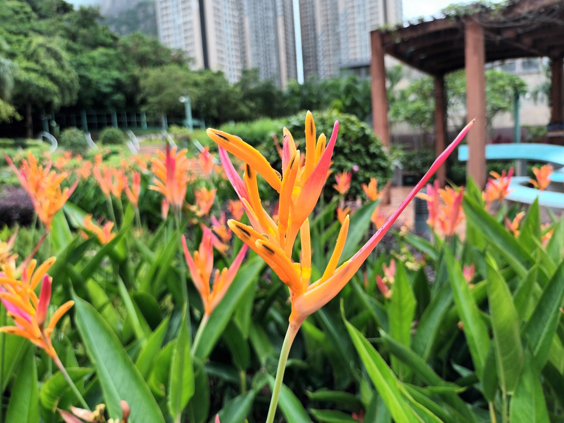 https://www.fa.gov.hk/紅鳥蕉