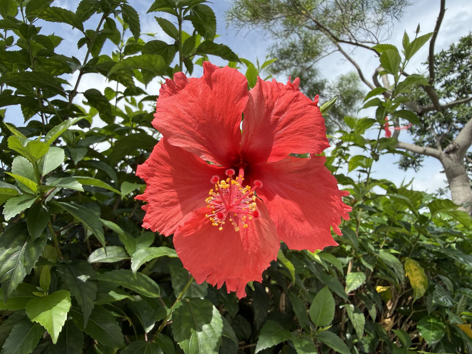 https://www.fa.gov.hk/朱槿(扶桑、大紅花)