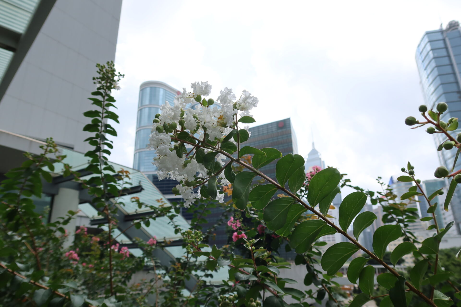 https://www.fa.gov.hk/紫薇