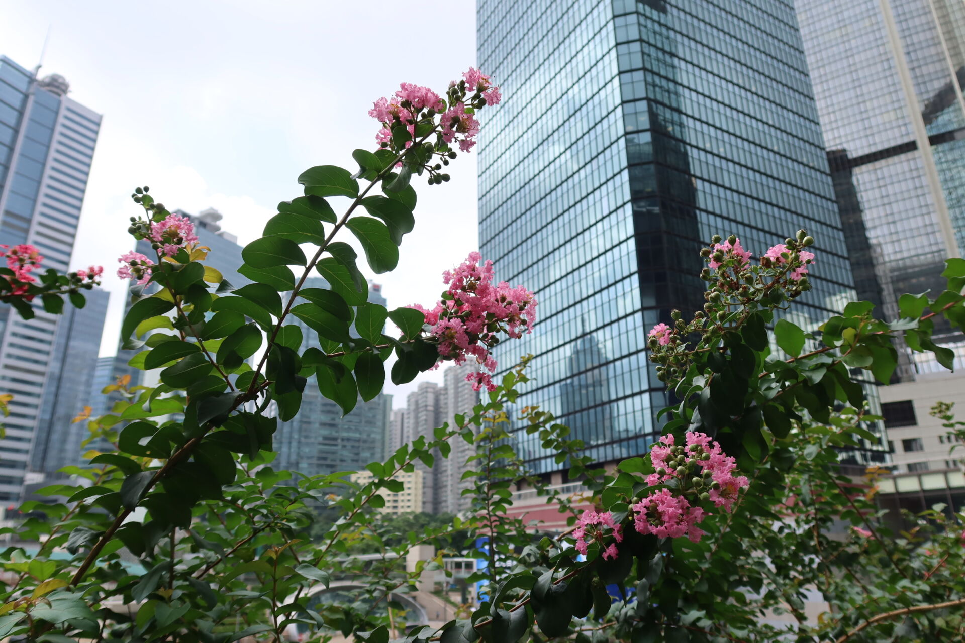 https://www.fa.gov.hk/紫薇