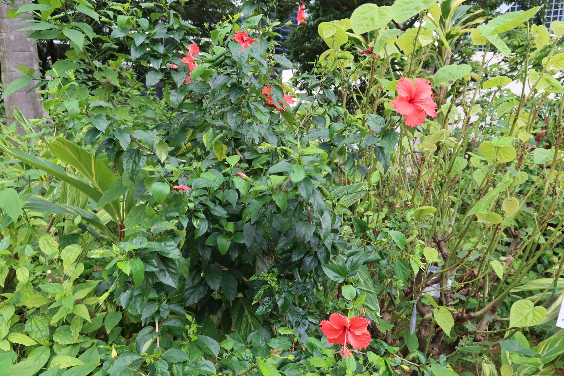 https://www.fa.gov.hk/朱槿(扶桑、大紅花)