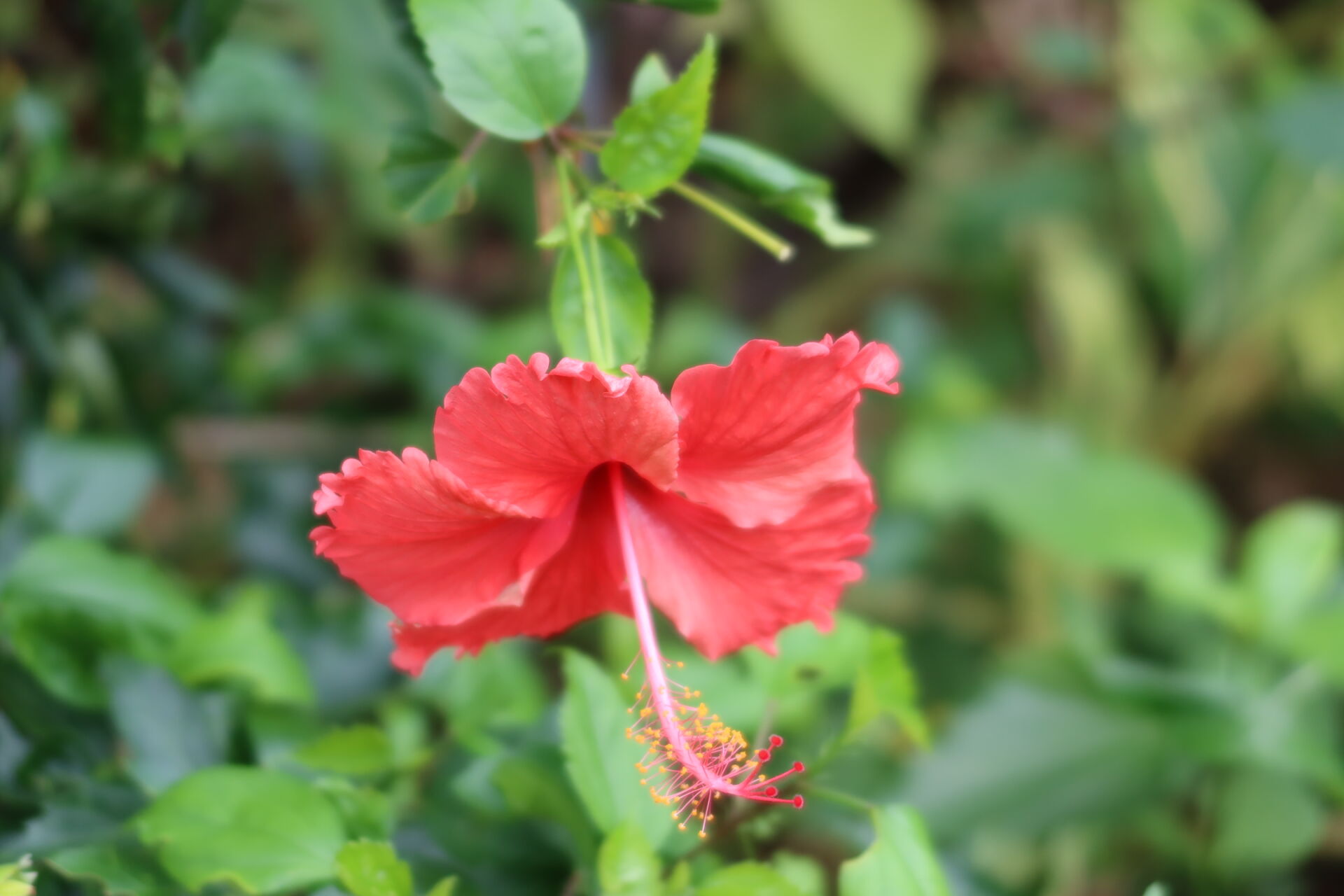 https://www.fa.gov.hk/朱槿(扶桑、大紅花)