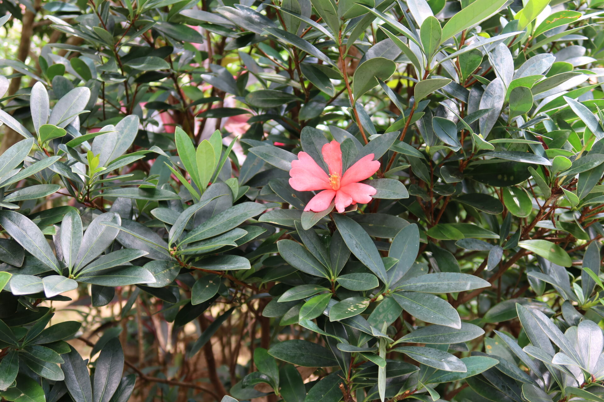 https://www.fa.gov.hk/杜鵑紅山茶