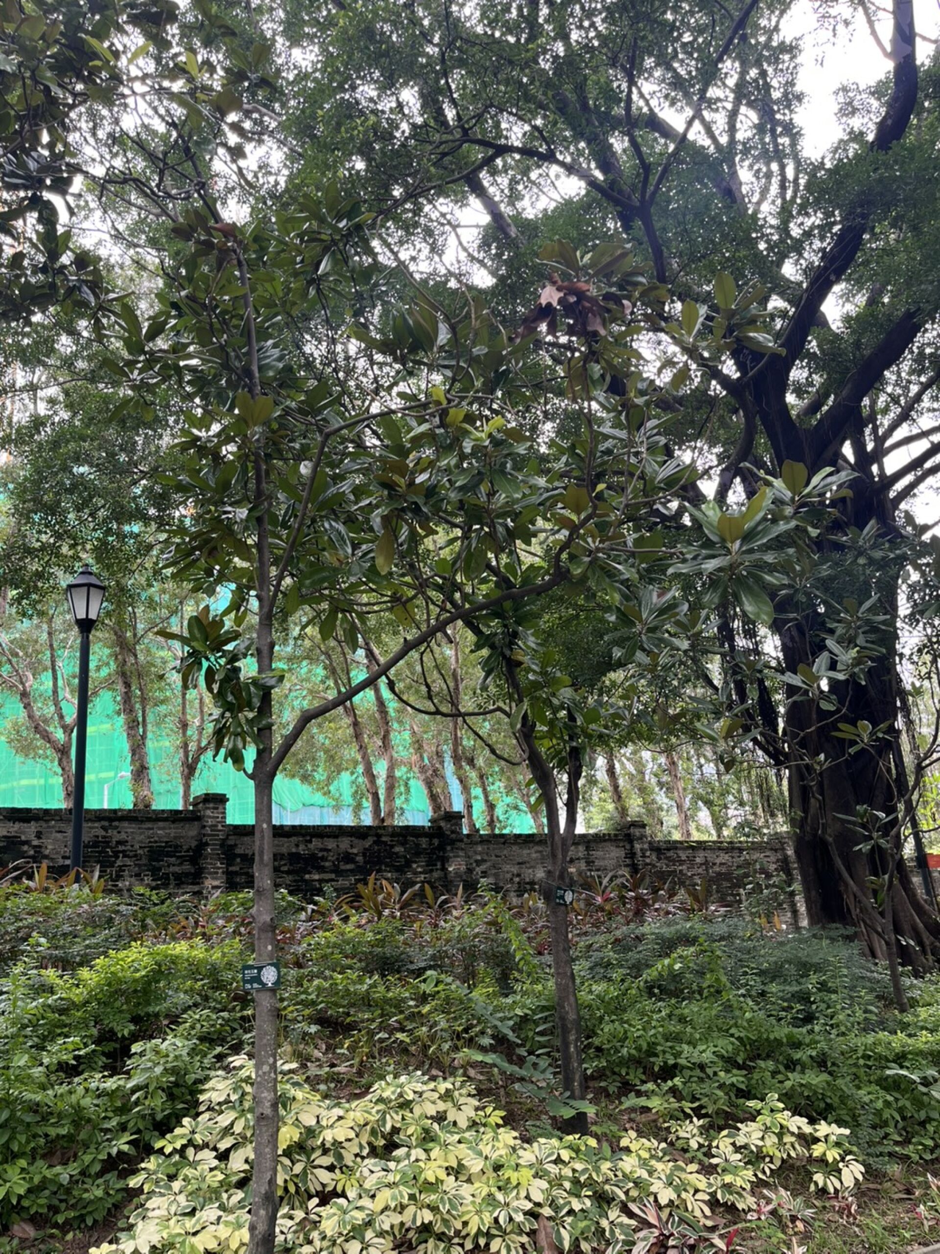 https://www.fa.gov.hk/荷花玉蘭