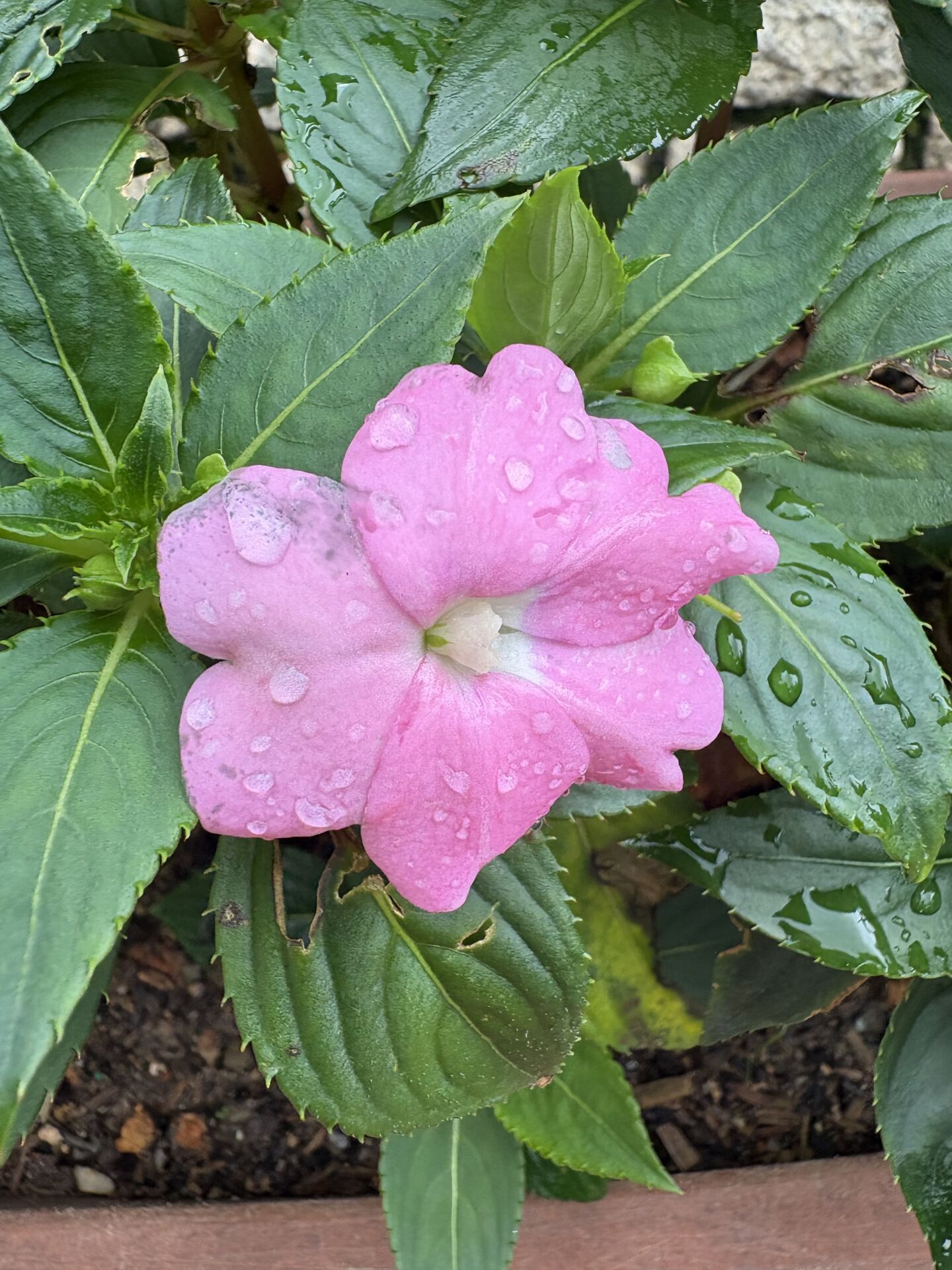 https://www.fa.gov.hk/鳳仙花
