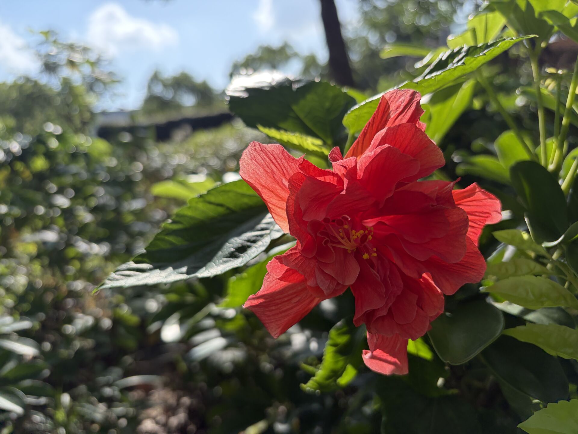 https://www.fa.gov.hk/朱槿(扶桑、大紅花)