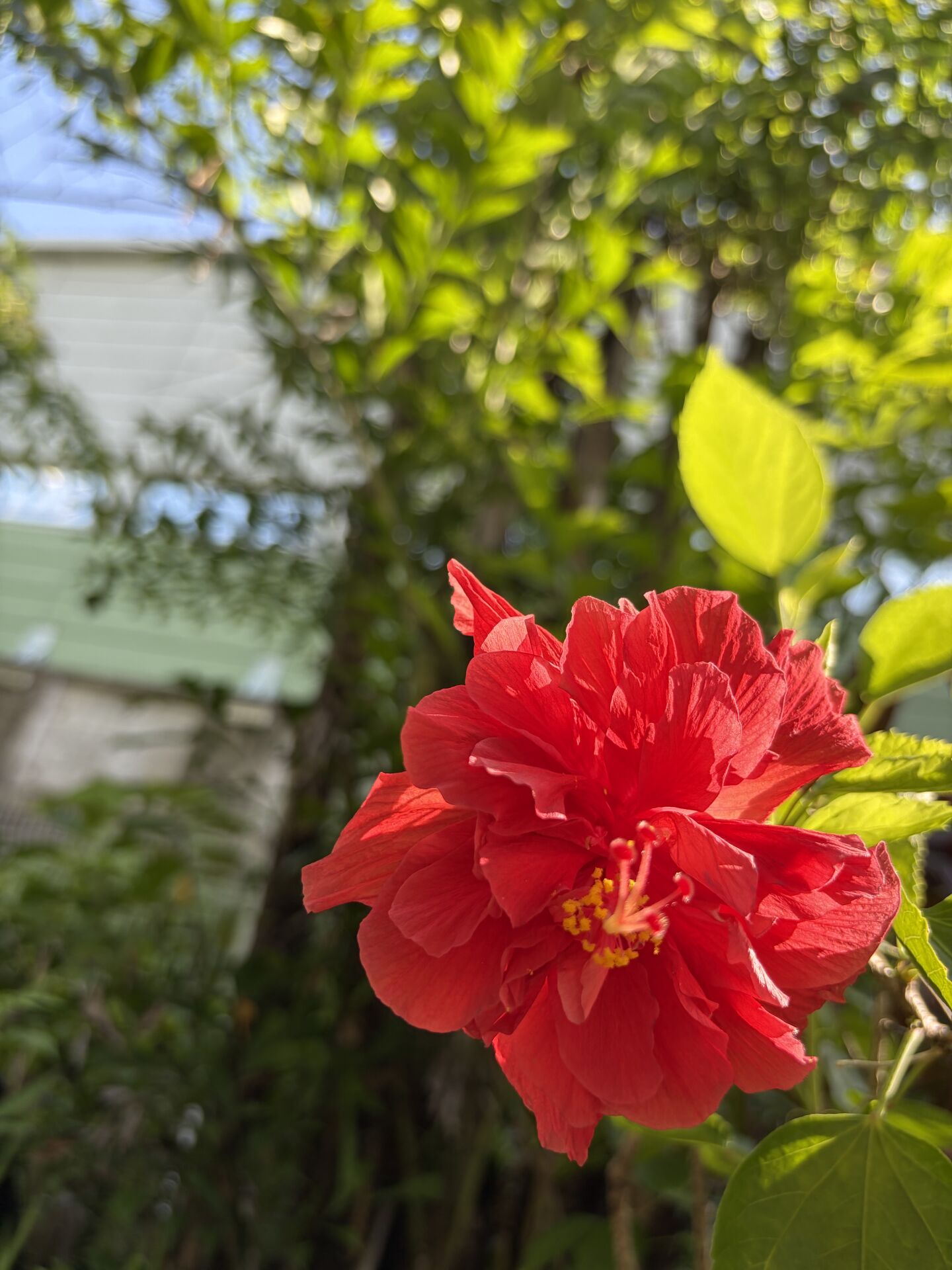https://www.fa.gov.hk/朱槿(扶桑、大紅花)