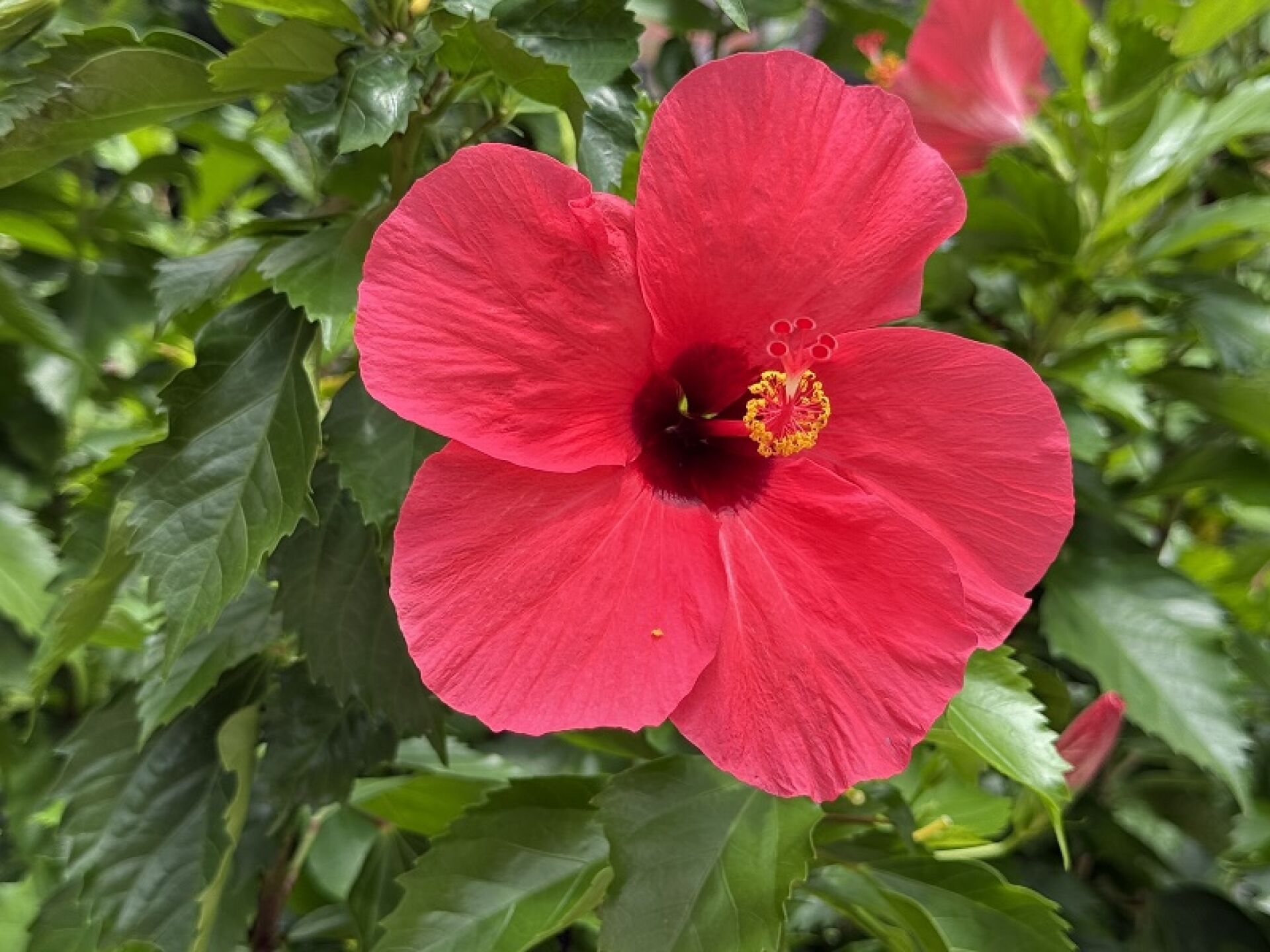 https://www.fa.gov.hk/朱槿(扶桑、大紅花)