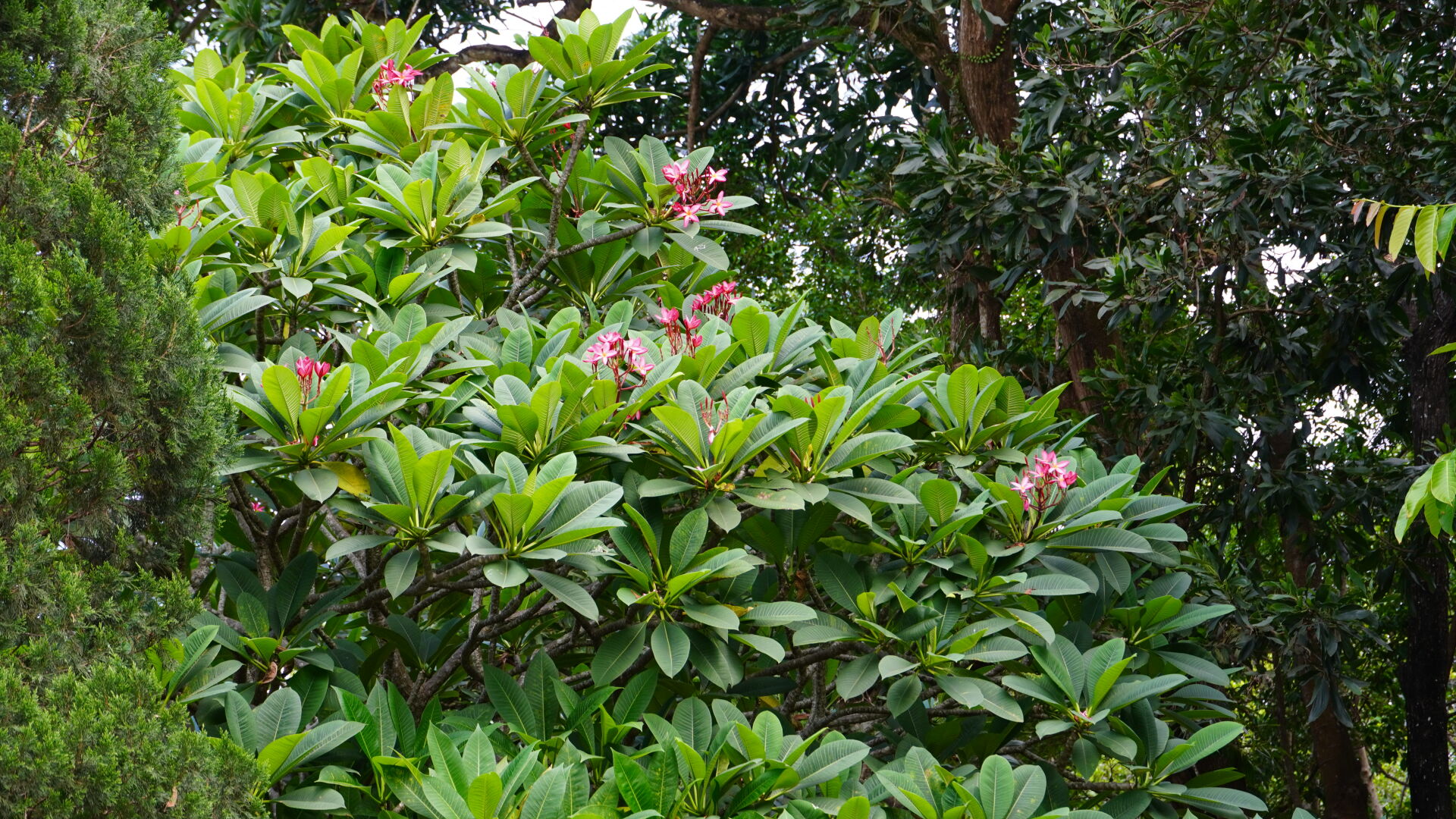 https://www.fa.gov.hk/紅雞蛋花
