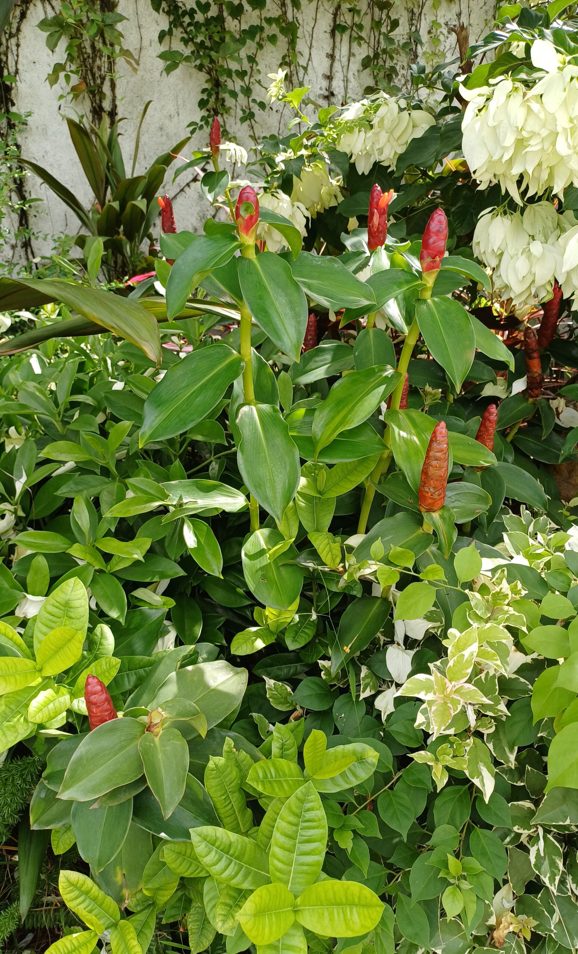 https://www.fa.gov.hk/紅閉鞘薑