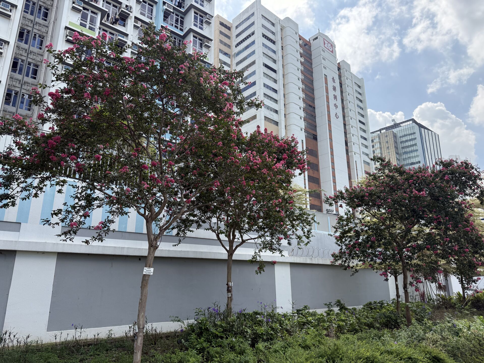 https://www.fa.gov.hk/紫薇