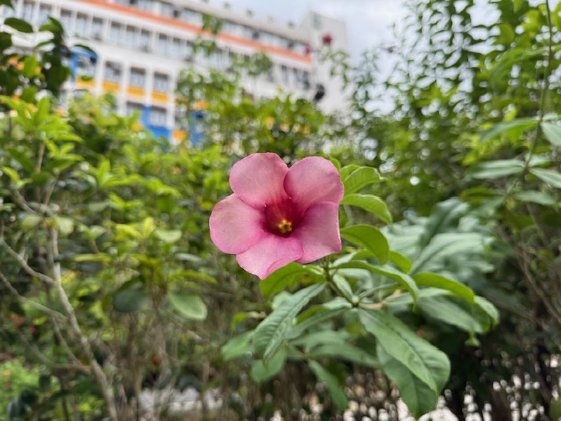 https://www.fa.gov.hk/紫蟬