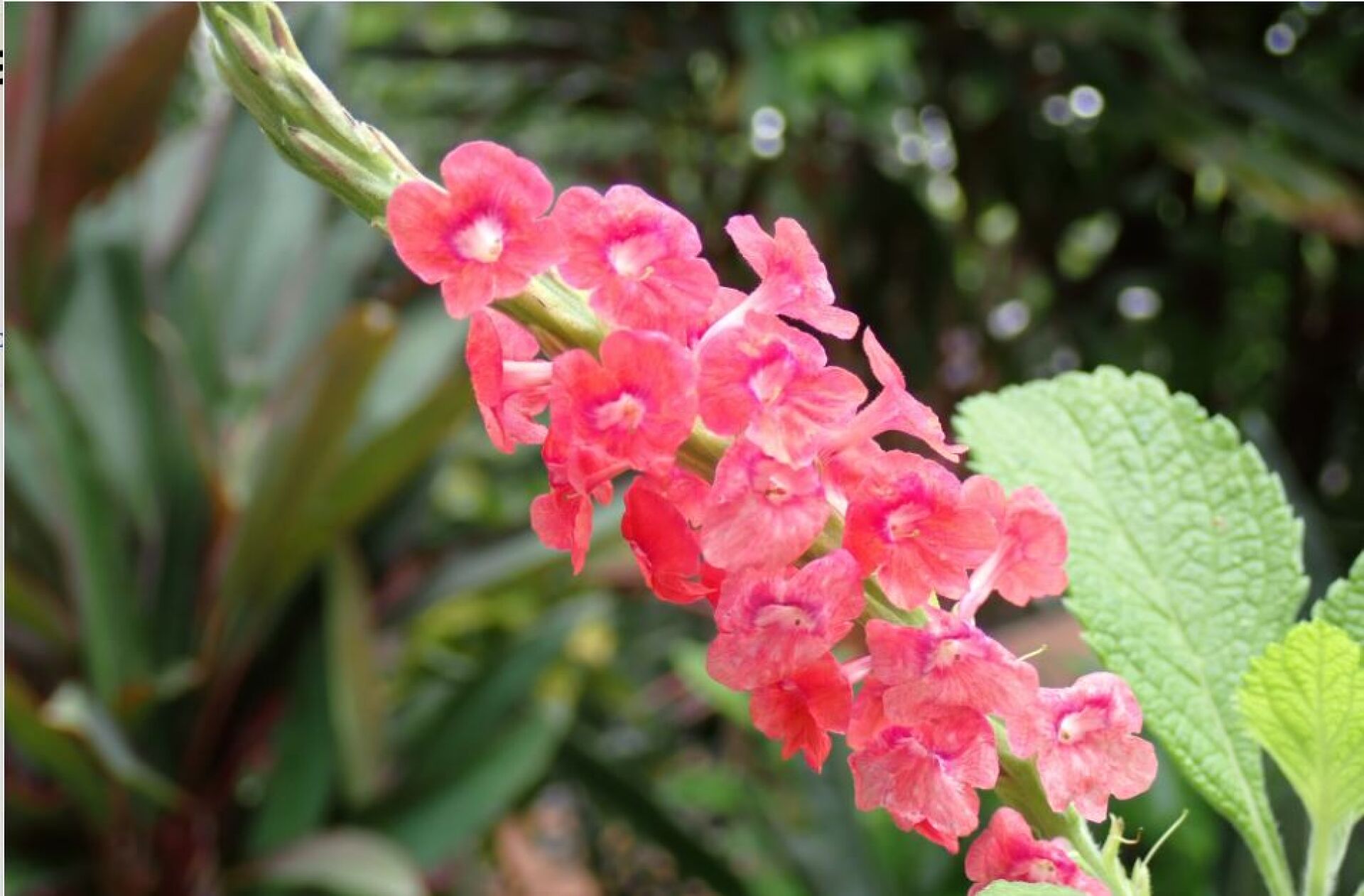 https://www.fa.gov.hk/紅花假馬鞭(粉花長穗木)