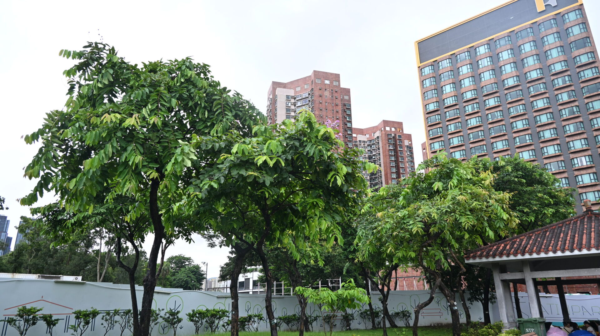 https://www.fa.gov.hk/大花紫薇
