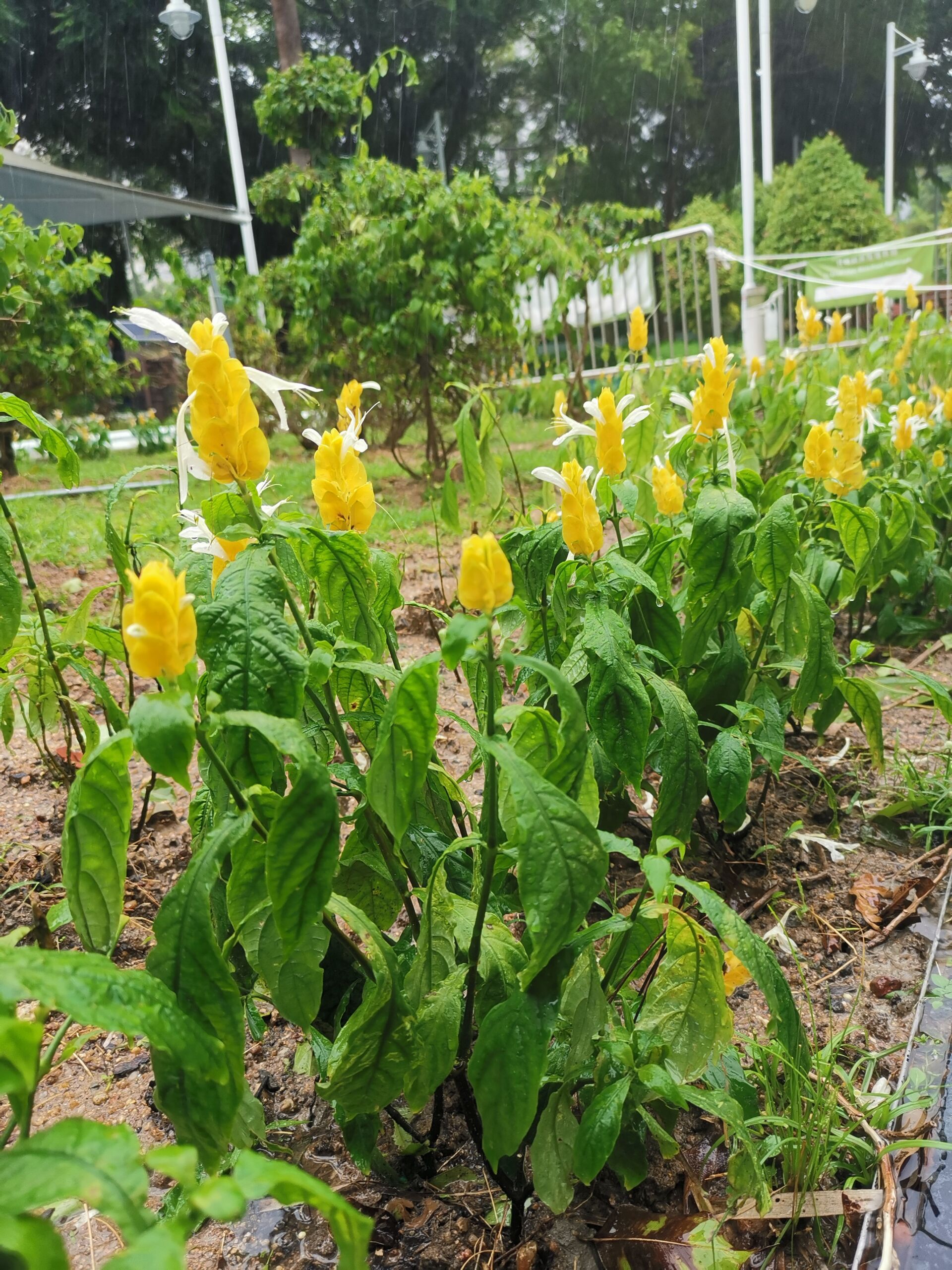https://www.fa.gov.hk/金苞花(黃鴨咀花)