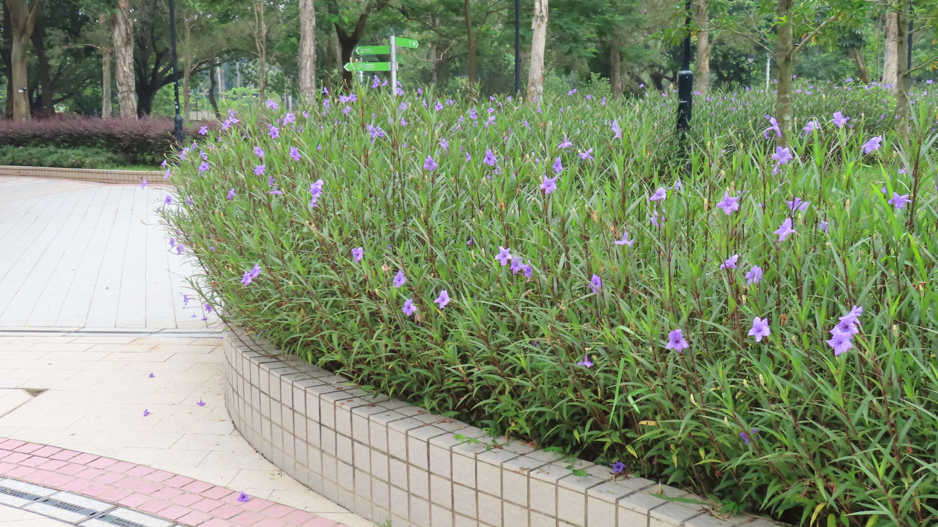 https://www.fa.gov.hk/翠蘆莉