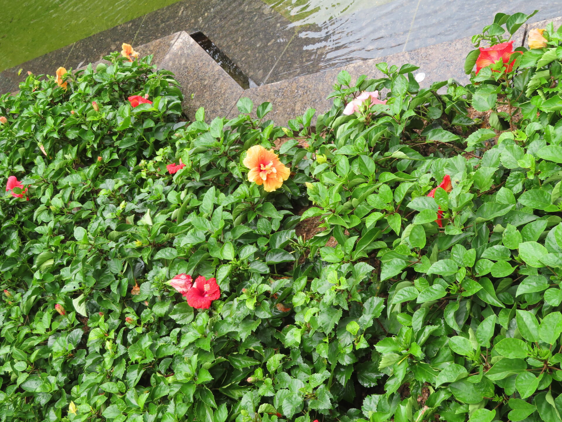 https://www.fa.gov.hk/朱槿(扶桑、大紅花)