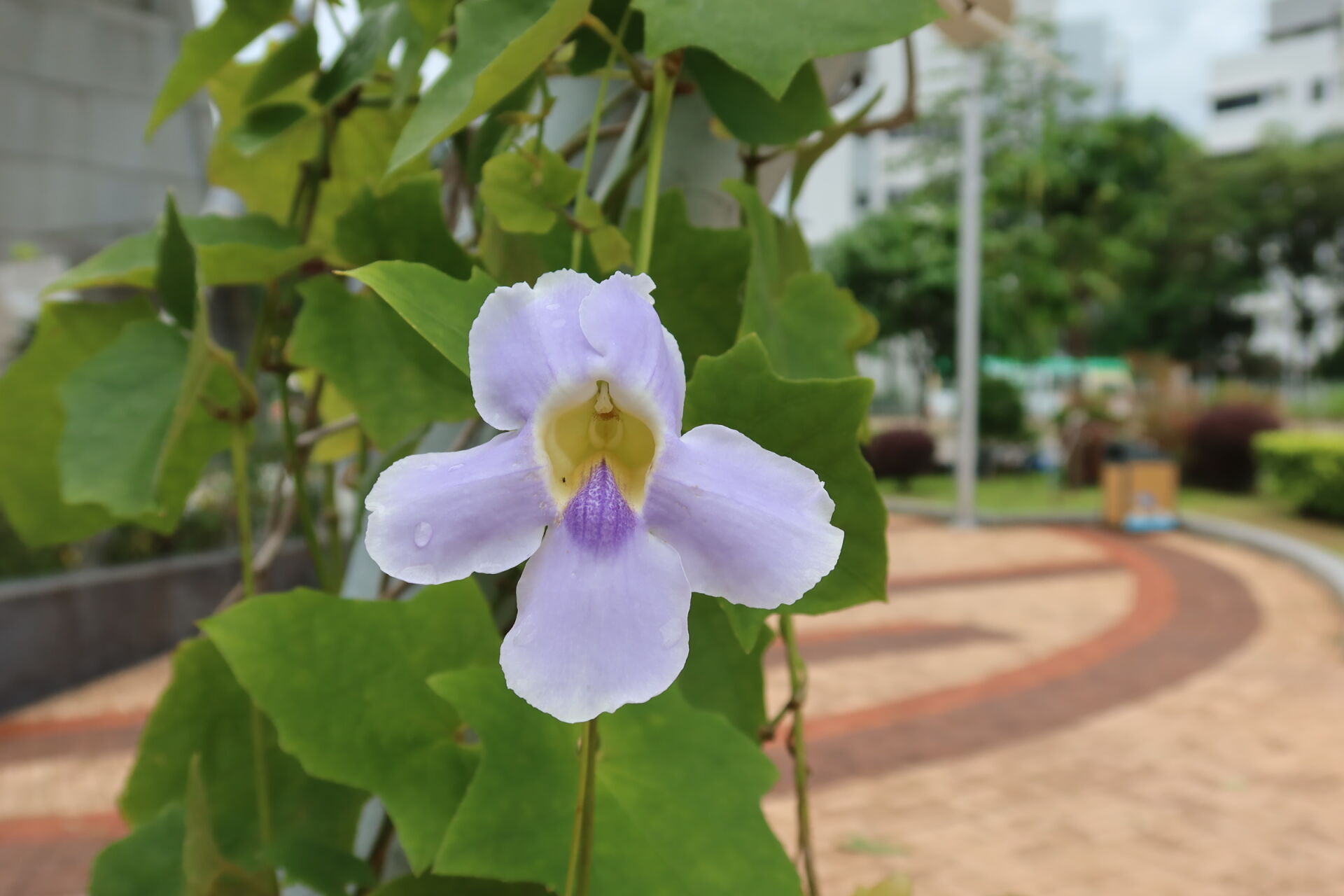 https://www.fa.gov.hk/大花老鴉嘴(大鄧伯花)