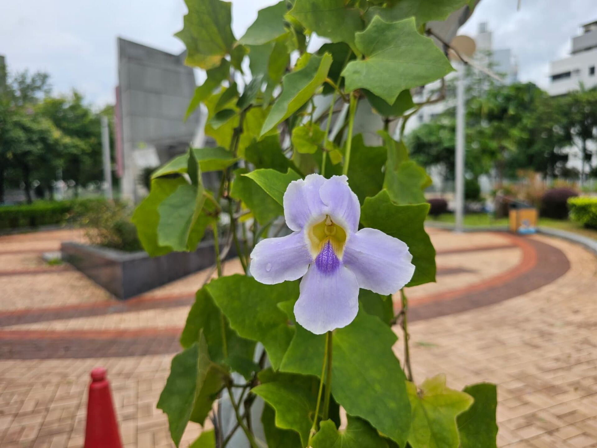 https://www.fa.gov.hk/大花老鴉嘴(大鄧伯花)