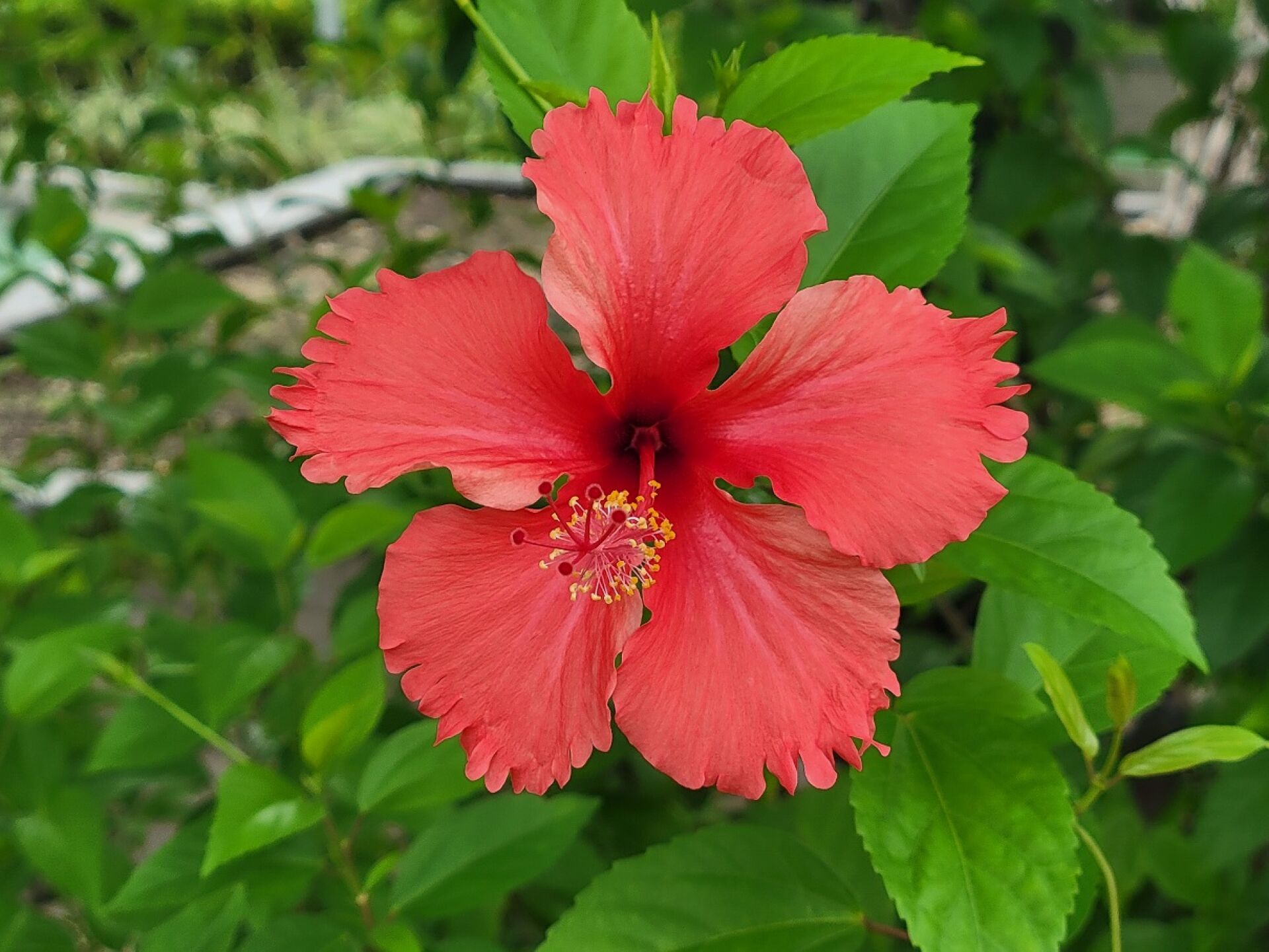 https://www.fa.gov.hk/朱槿(扶桑、大紅花)