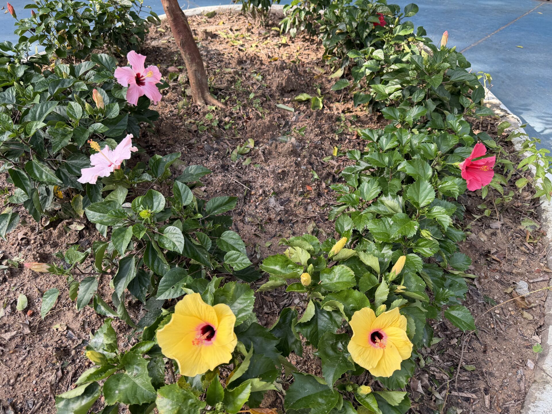 https://www.fa.gov.hk/朱槿(扶桑、大紅花)