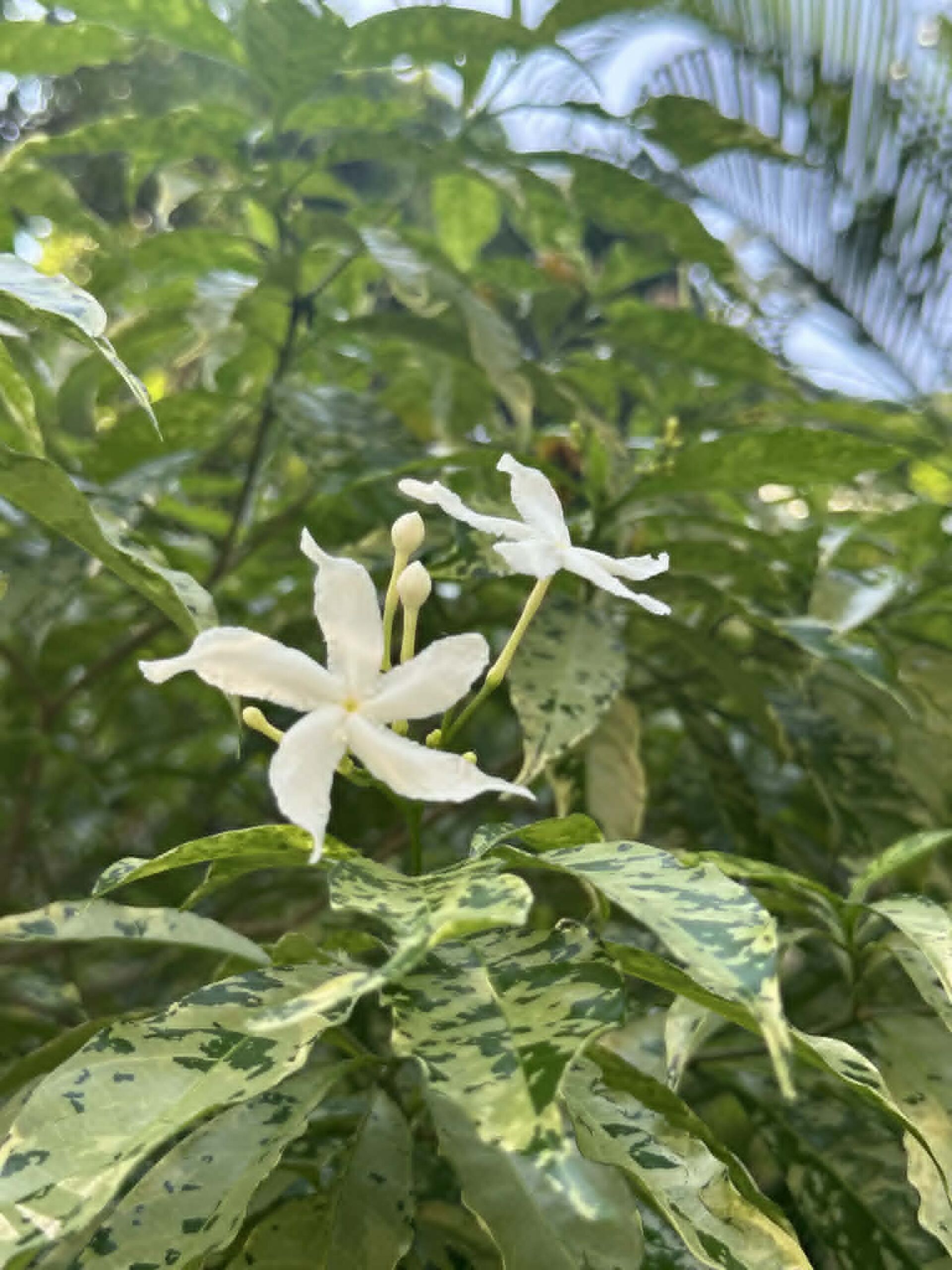 https://www.fa.gov.hk/花葉狗牙花