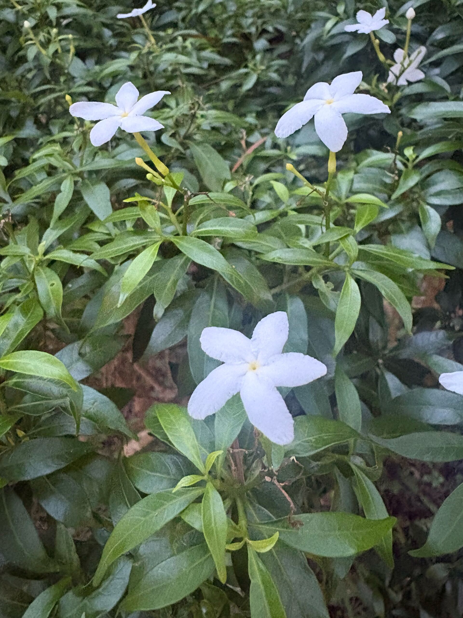 https://www.fa.gov.hk/狗牙花