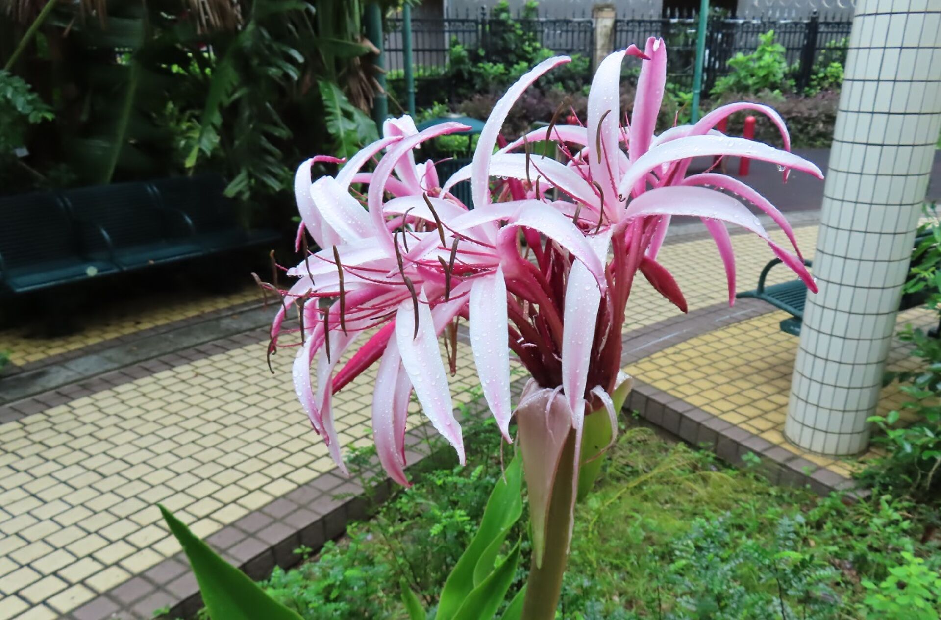 https://www.fa.gov.hk/紅花文殊蘭