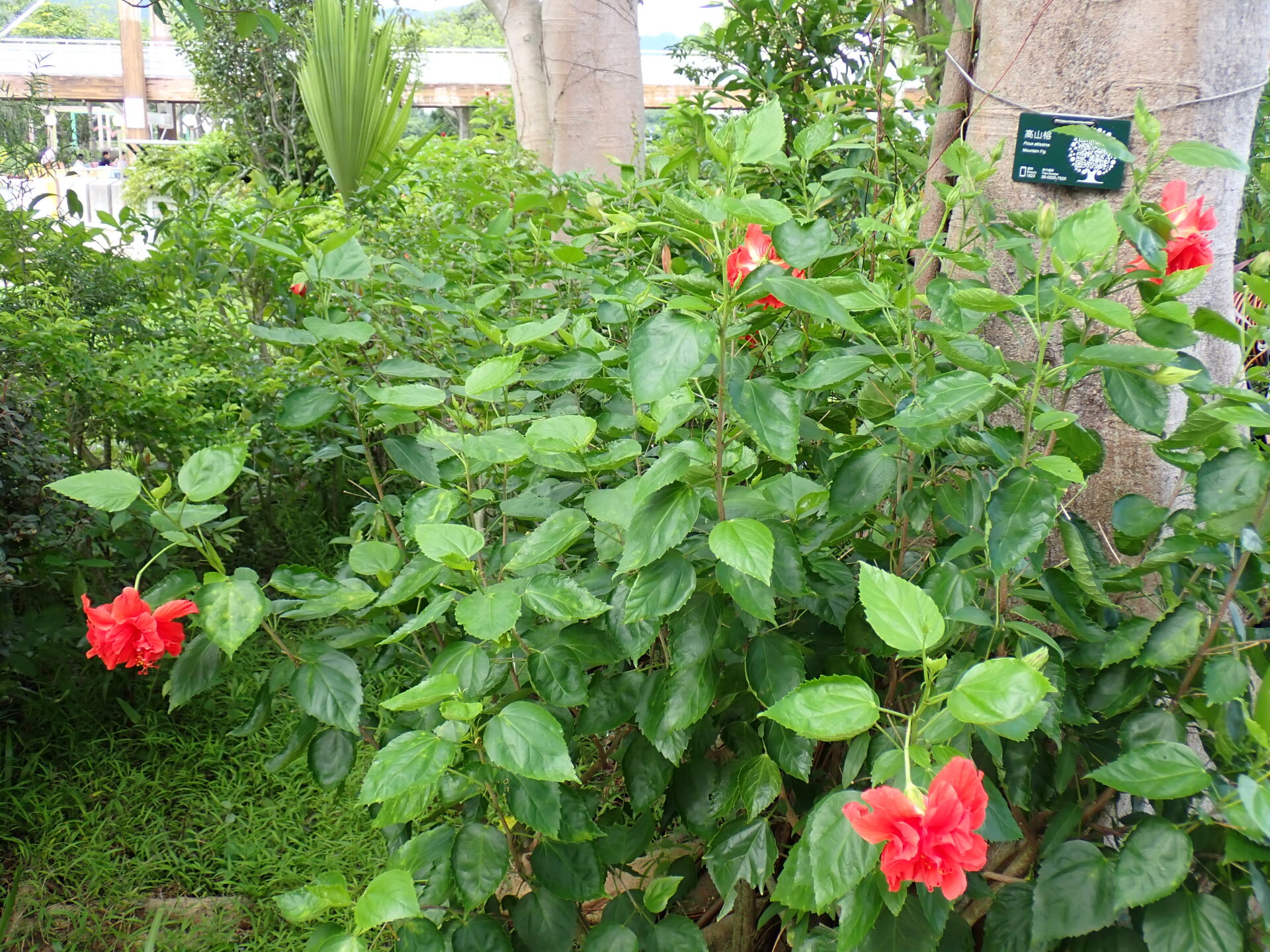 https://www.fa.gov.hk/朱槿(扶桑、大紅花)