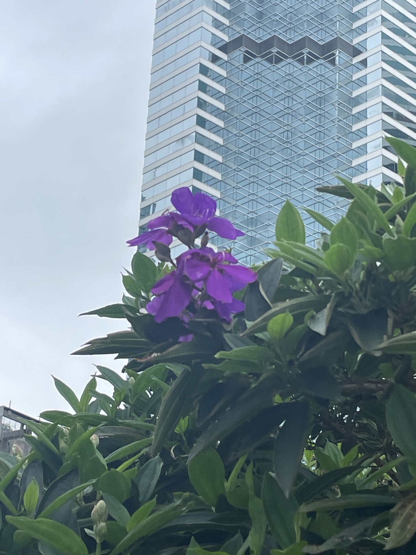 https://www.fa.gov.hk/巴西野牡丹
