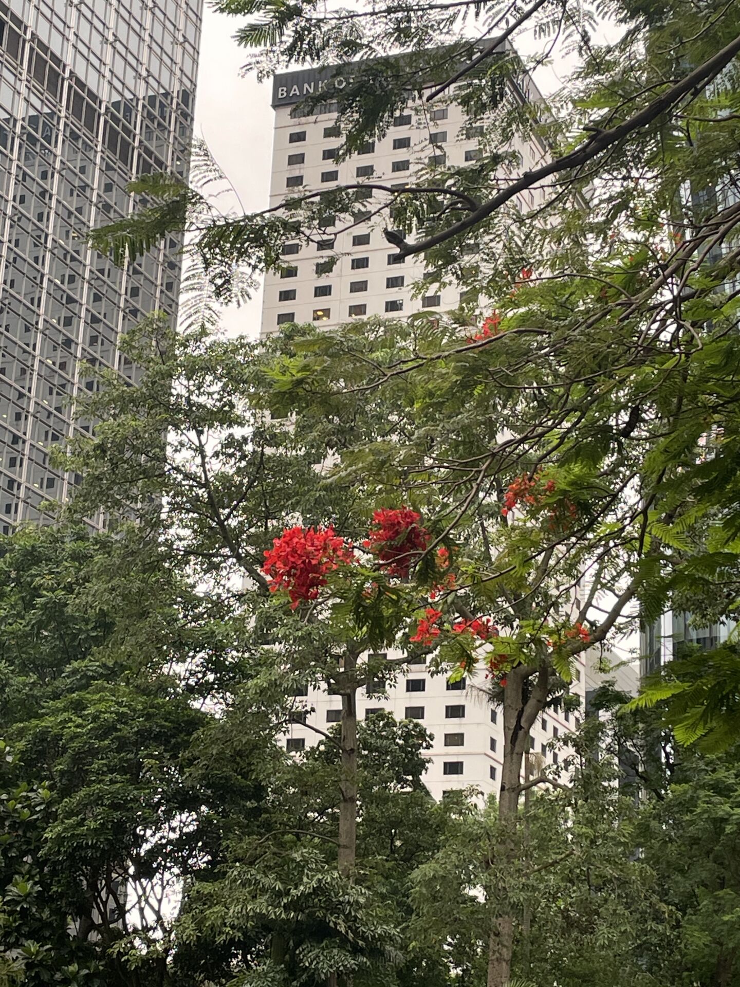 https://www.fa.gov.hk/鳳凰木