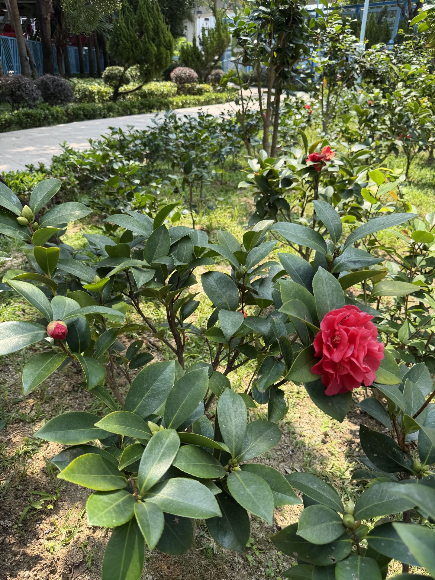 https://www.fa.gov.hk/茶花